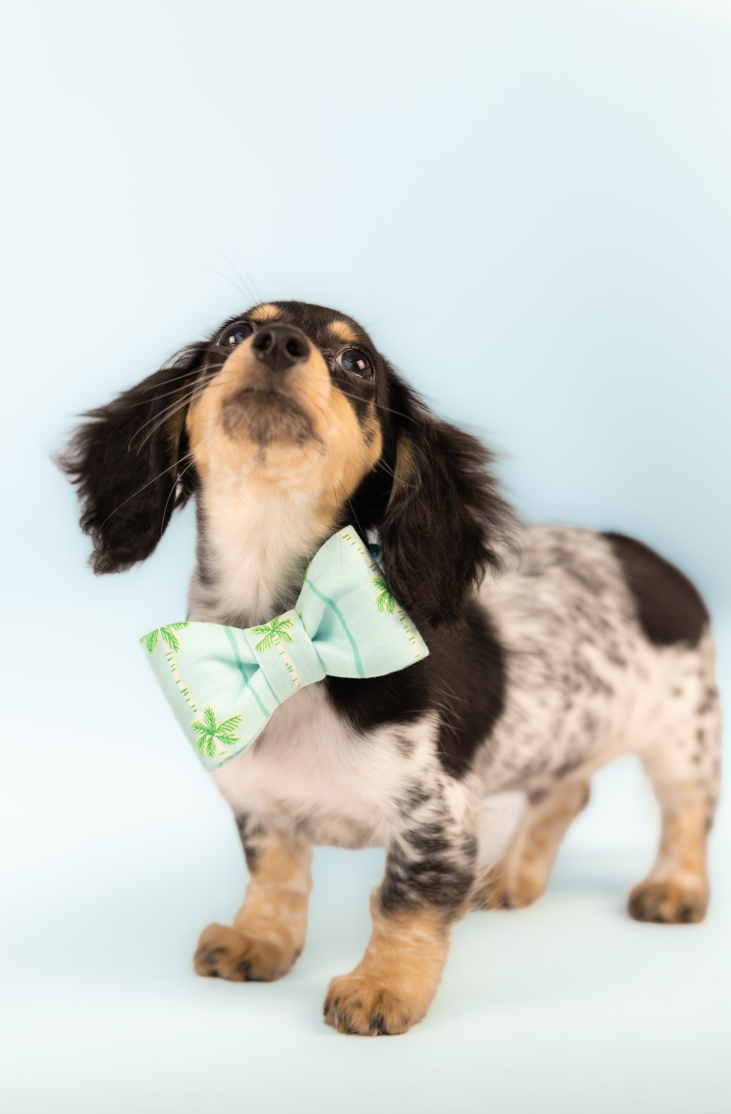 A small black and tan dachshund with speckled fur poses confidently in a tropical seafoam green palm-print bow tie against a pale blue background.