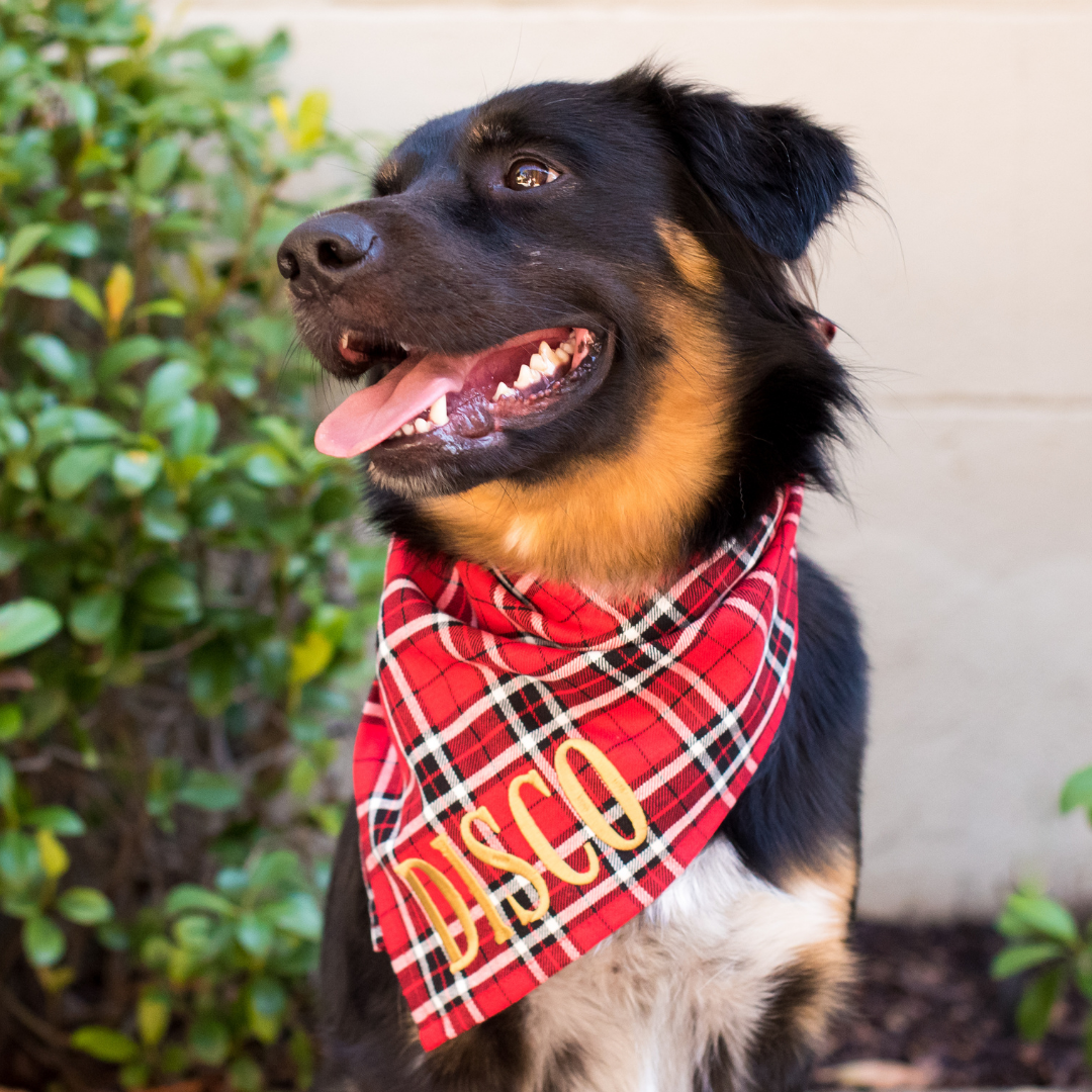 Happy pup posing in a festive red, black, and white plaid bandana embroidered with the name "DISCO" in bold text, against a leafy garden backdrop.