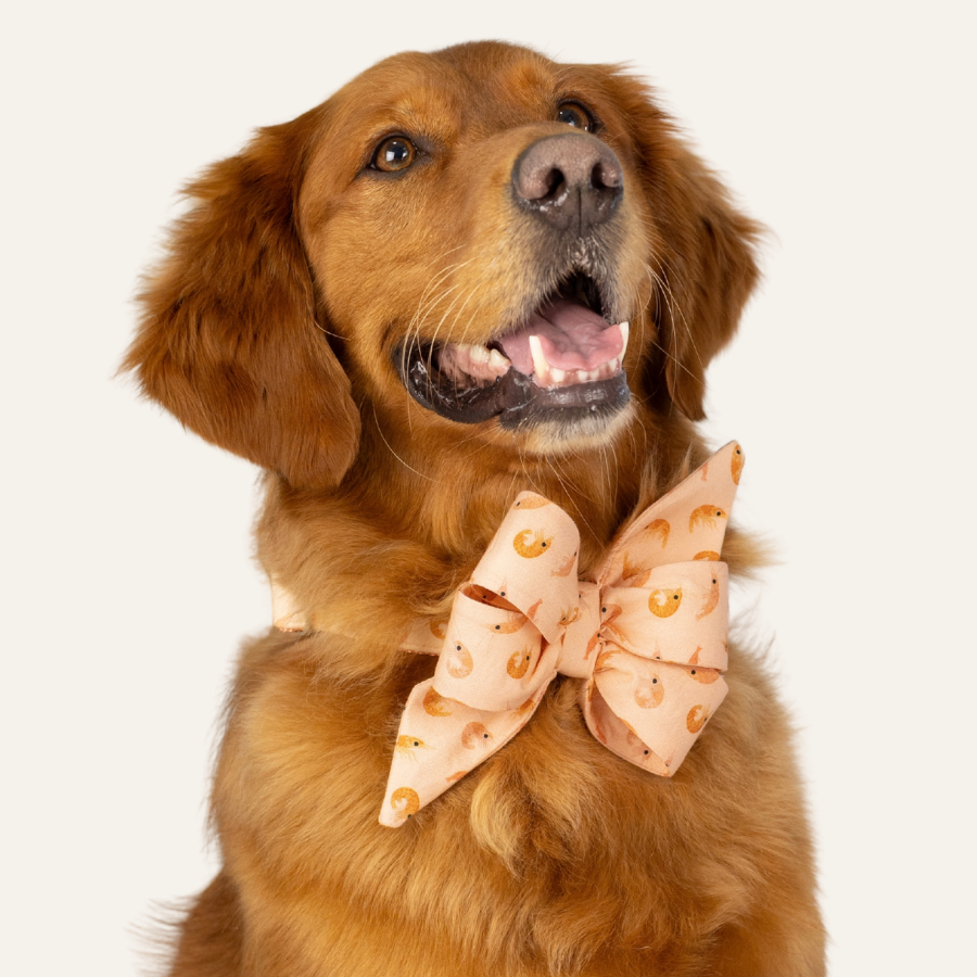 Golden retriever wearing a peach shrimp print belle bow collar matching set featuring an oversized feminine bow with playful shrimp pattern.