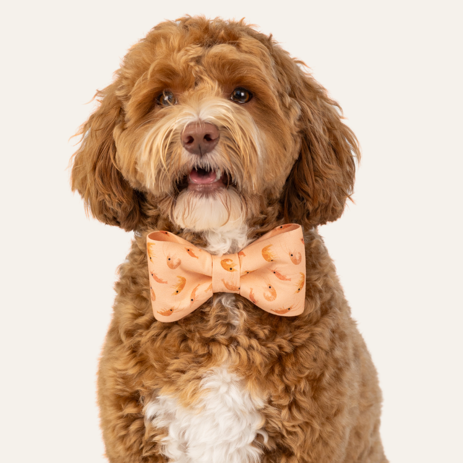 Happy curly-haired dog posing against a plain background, wearing a peach bow tie with matching collar featuring tiny shrimp designs.