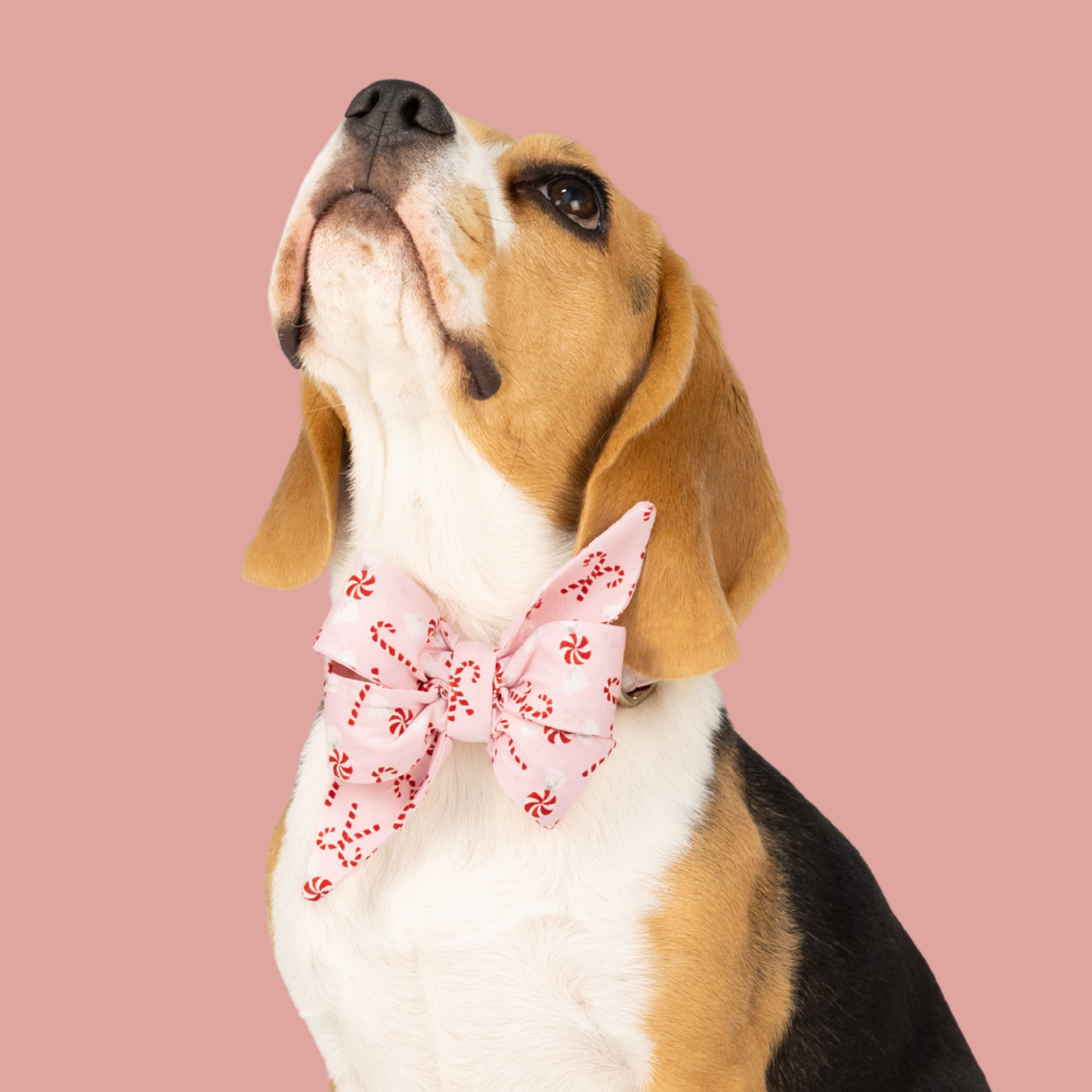 Peppermint Pup Belle Bow Dog Collar