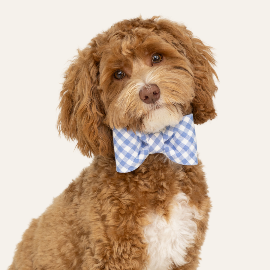 Dog tilts its head slightly while wearing a light periwinkle blue and white plaid bow tie collar, posed against a plain background.