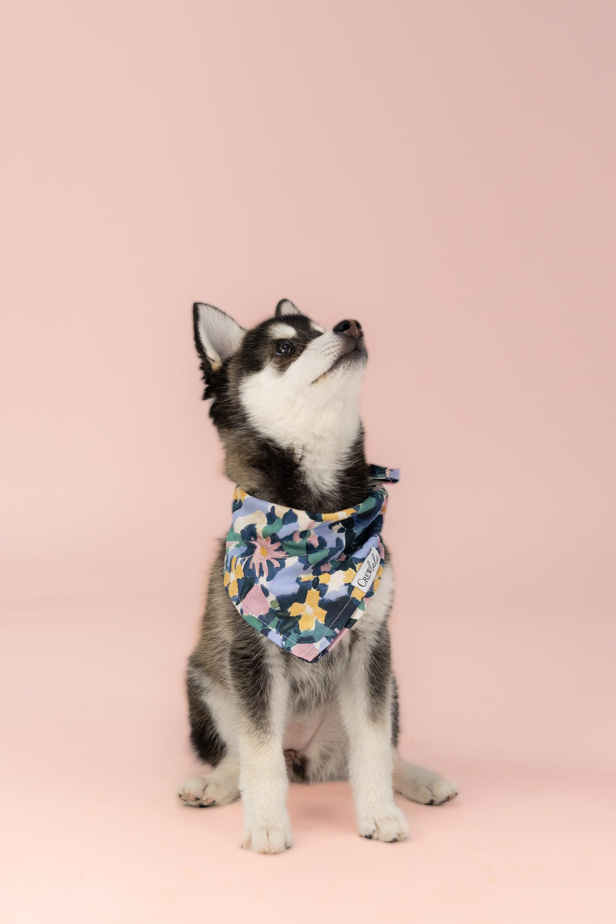 Wearing a statement bandana with a colorful floral pattern, the pup’s accessory combines soft fabric and a mix of cool and warm tones—tied neatly around the neck and branded with a small label.