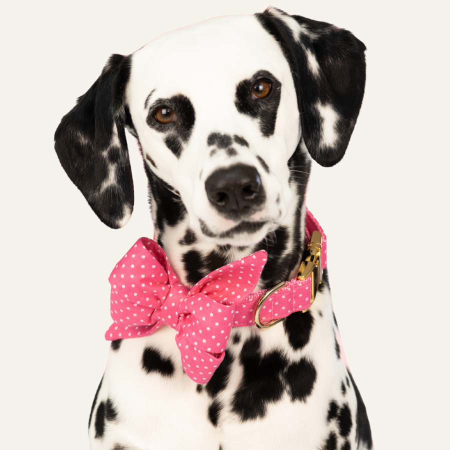Dalmatian with distinctive spots looking slightly to the side, wearing a pink bow tie with small white polka dots.