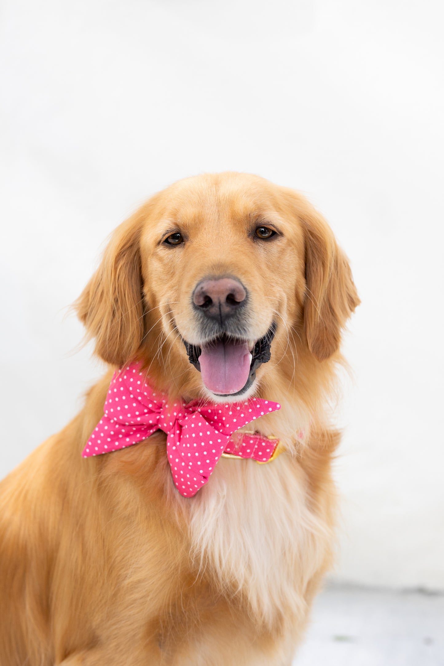 A golden retriever with a shiny coat and relaxed expression wears a bright pink polka dot belle bow and matching collar with gold hardware, sitting against a plain white background.