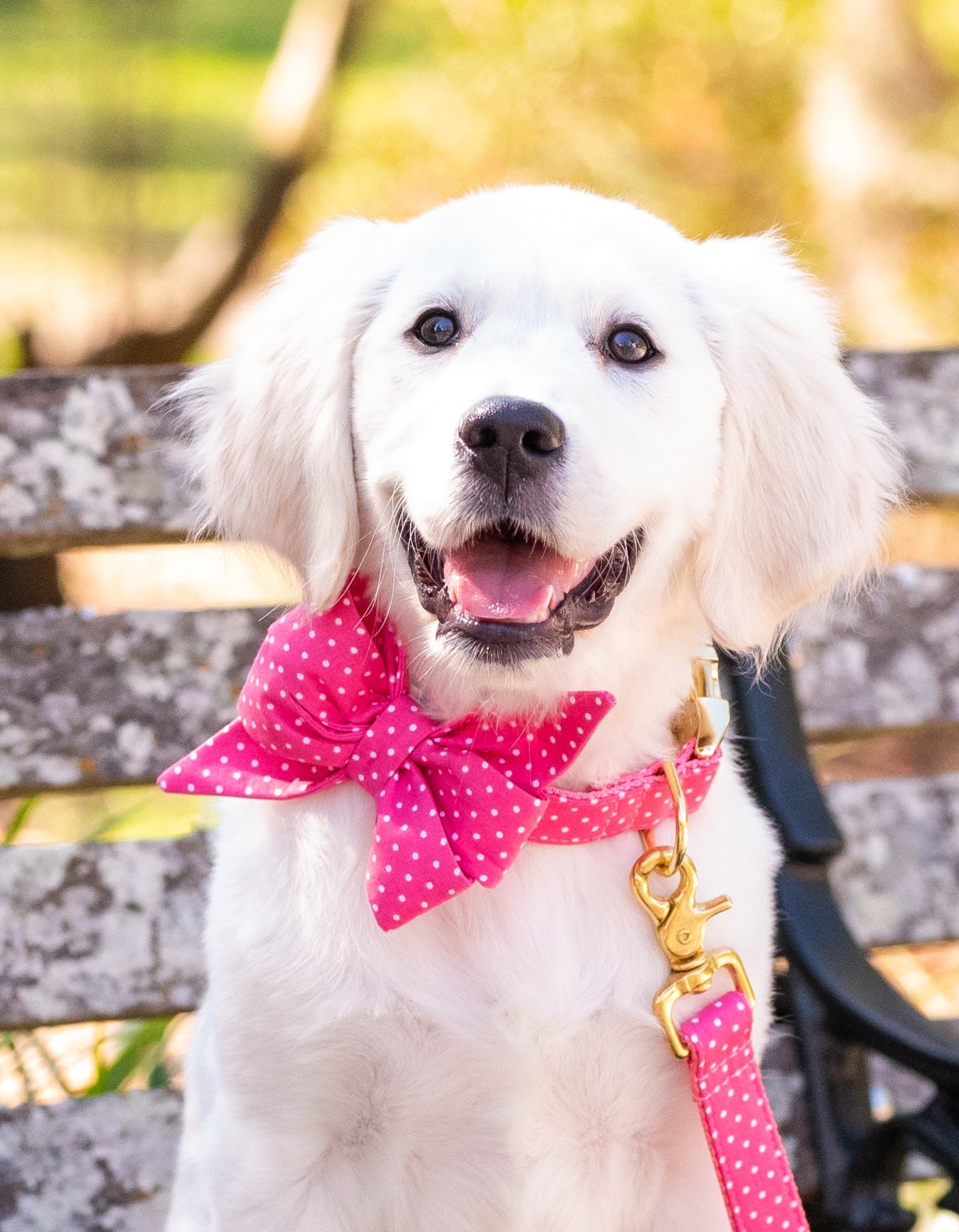 A fluffy white puppy sits happily on a weathered wooden park bench, wearing a bright pink polka dot bow tie and matching leash with gold hardware. The background features greenery and soft sunlight.
