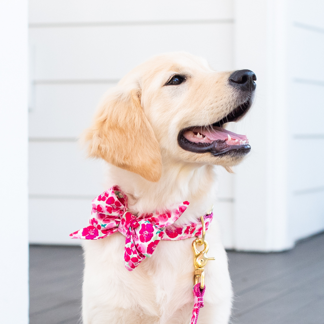 A smiling golden retriever puppy wears a cheerful pink floral bow collar with matching leash, both featuring vibrant watercolor-style blossoms in shades of red, pink, and green. The gold-tone hardware adds a polished finish to this fresh, spring-ready look.