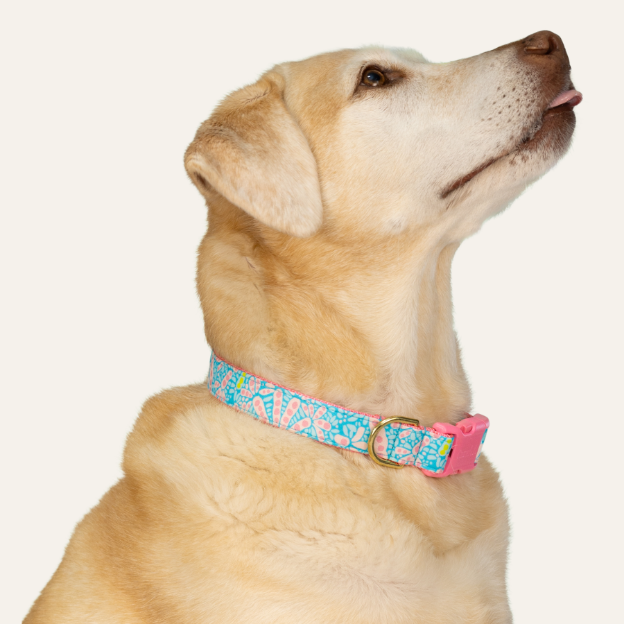Labrador dog with blue and pink abstract floral collar and gold hardware, side profile pet portrait on light background.