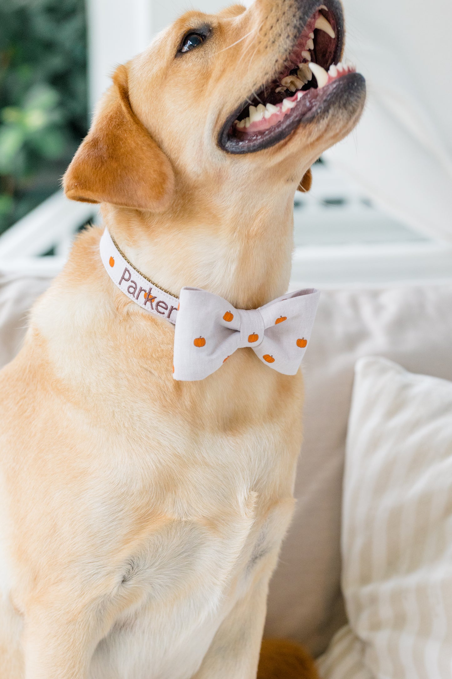 Close-up of a smiling Labrador wearing a tan-colored collar with an orange pumpkin print and a coordinating bow tie. The collar is customized with the embroidered name “Parker.”