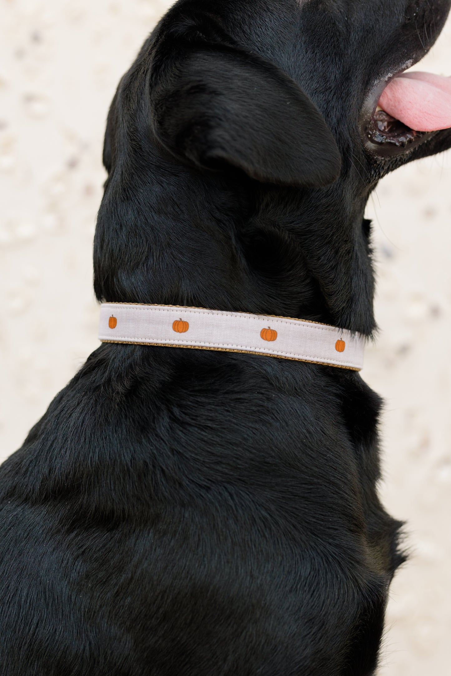 A dog wearing a beige collar decorated with small pumpkins spaced evenly around the band. The collar contrasts against the dog’s dark fur, highlighting the playful fall design. The dog is pictured from the side with its mouth open and tongue out.