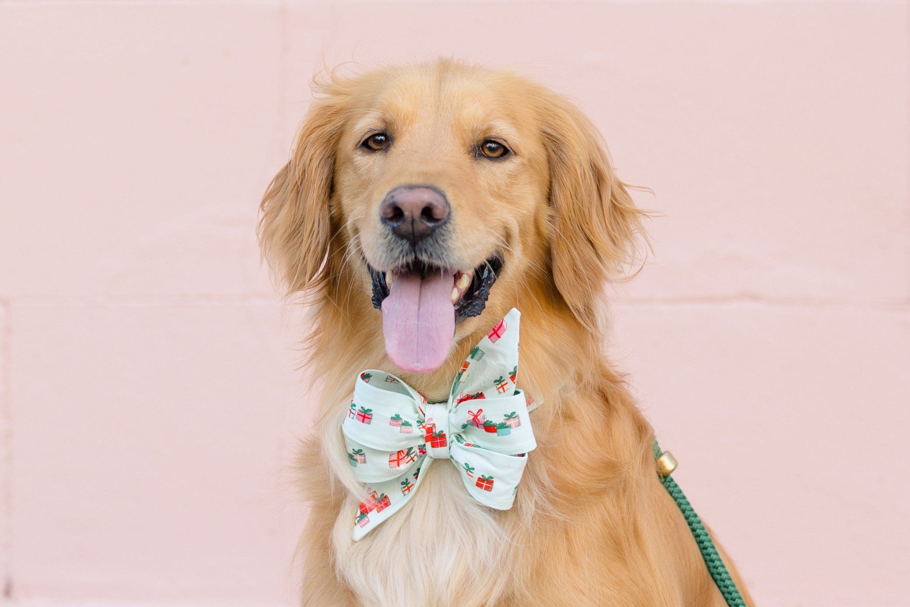 Smiling retriever wearing a holiday-themed dog collar with an oversized belle bow in light green, patterned with tiny wrapped gift boxes. The belle bow sits at the front of the neck with long, structured tails, and the dog is posing against a soft background with a green leash visible on one side.