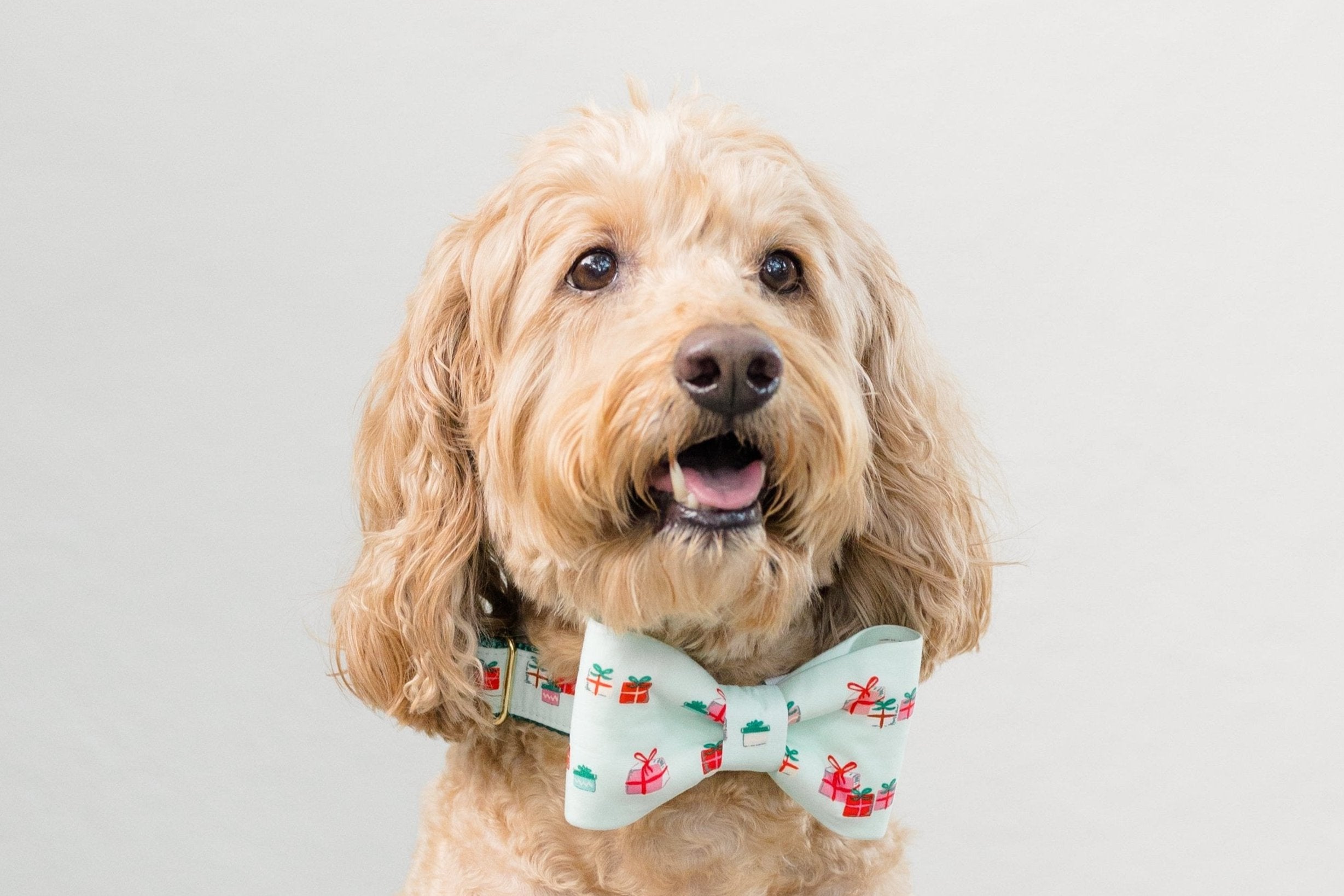 A fluffy, light dog with wavy fur wears a green collar with a classic bow tie featuring a festive gift box pattern. The dog is facing slightly left, mouth open in a happy expression, against a plain light background.