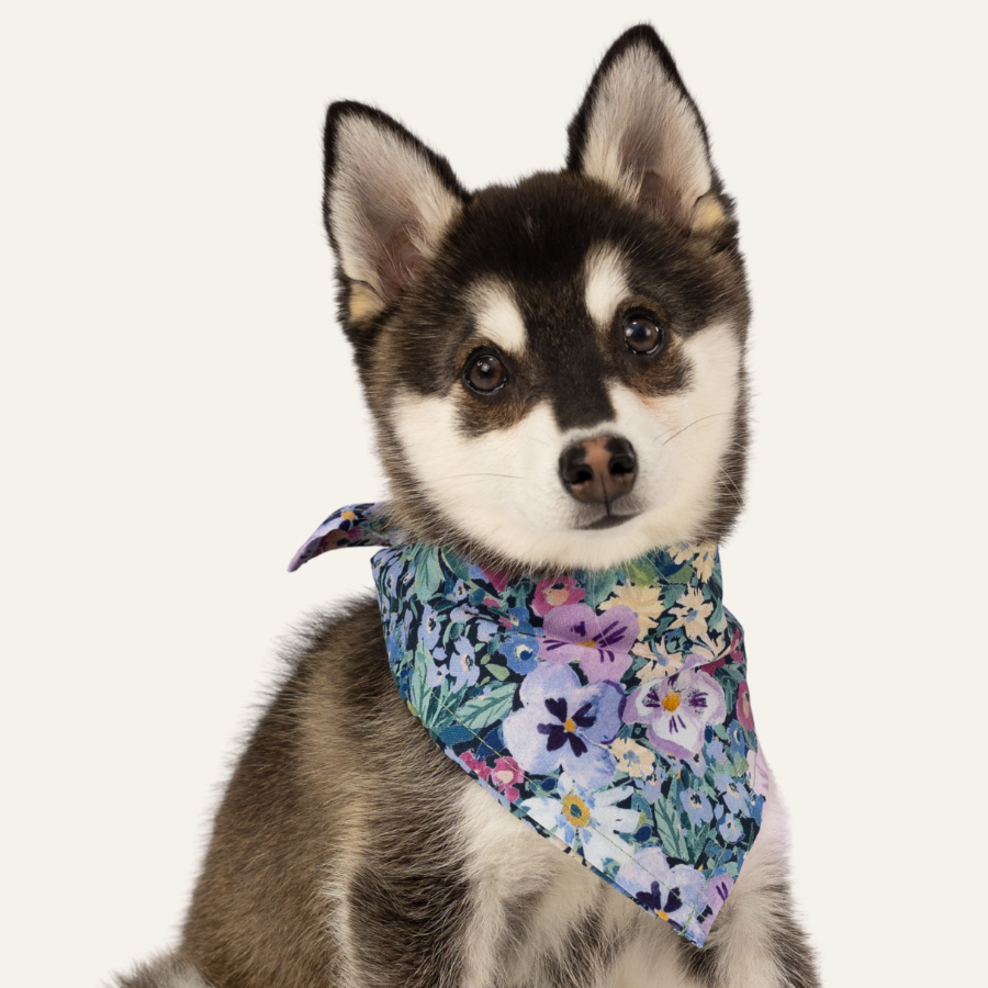 Fluffy husky puppy with expressive eyes and upright ears, styled with a vivid purple floral bandana in cool tones, sitting against a light neutral background.