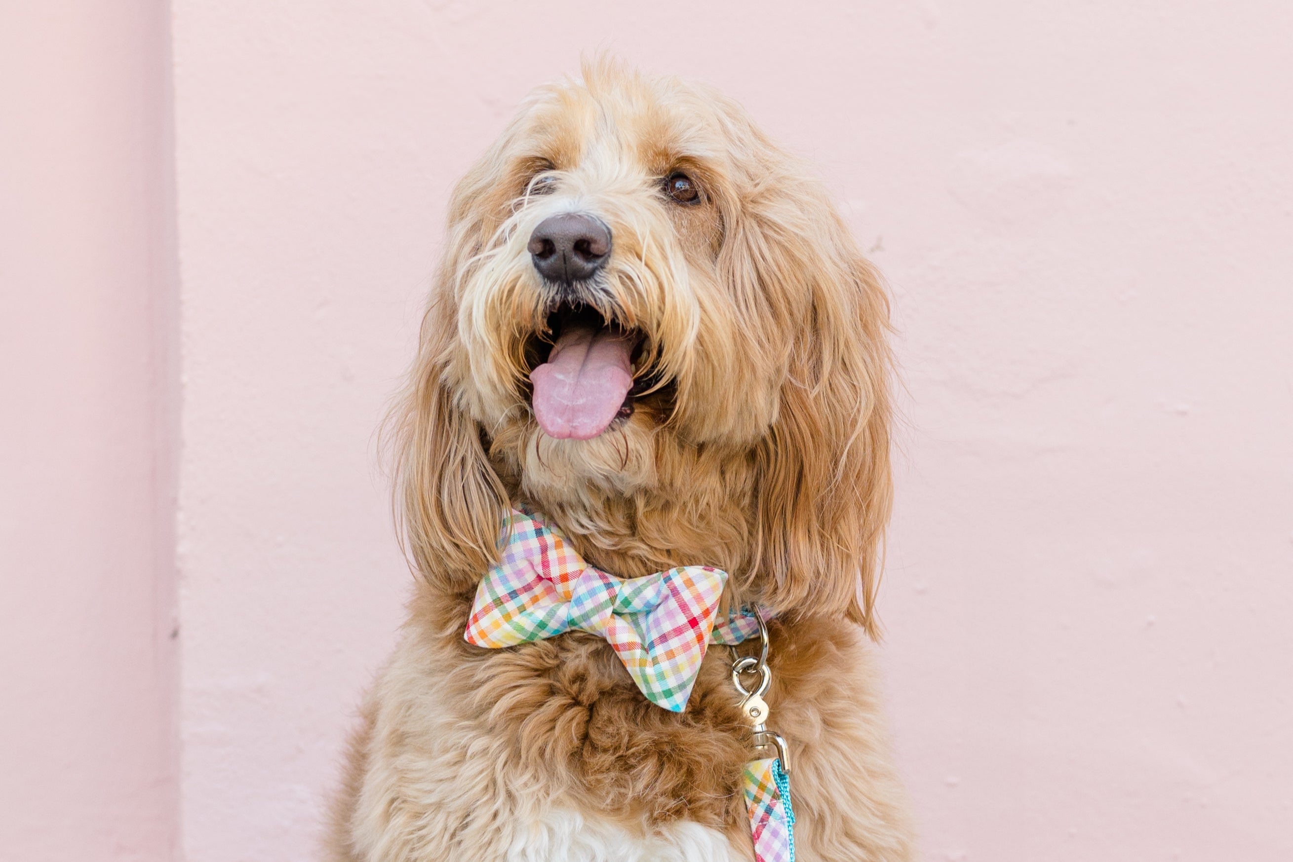 A fluffy, light brown dog with long wavy fur sits against a pale pink wall, wearing a colorful plaid bow tie and matching leash. The dog’s mouth is open with its tongue out, giving a cheerful expression.