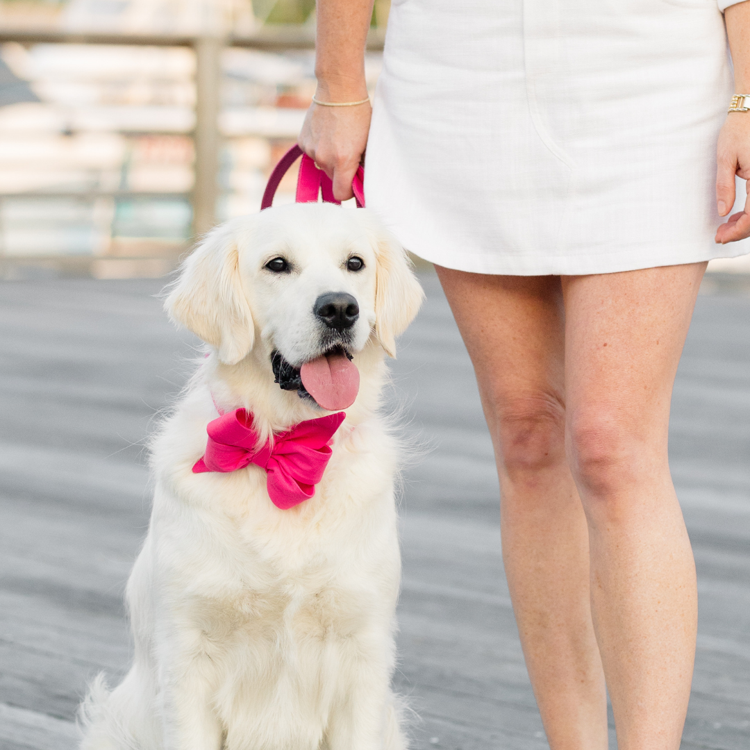 Stylish cream dog models a bold pink bow collar and matching leash while sitting on a wooden dock. With its owner in a white outfit nearby, the dog looks cheerful and camera-ready.