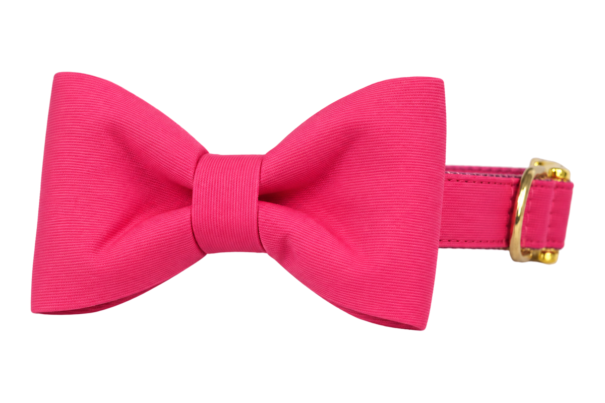 Classic dog collar featuring a Raspberry fabric bow tie, a solid raspberry hot pink, attached to a matching Raspberry collar with a nylon inner lining and gleaming gold hardware, including a D-ring and buckle.