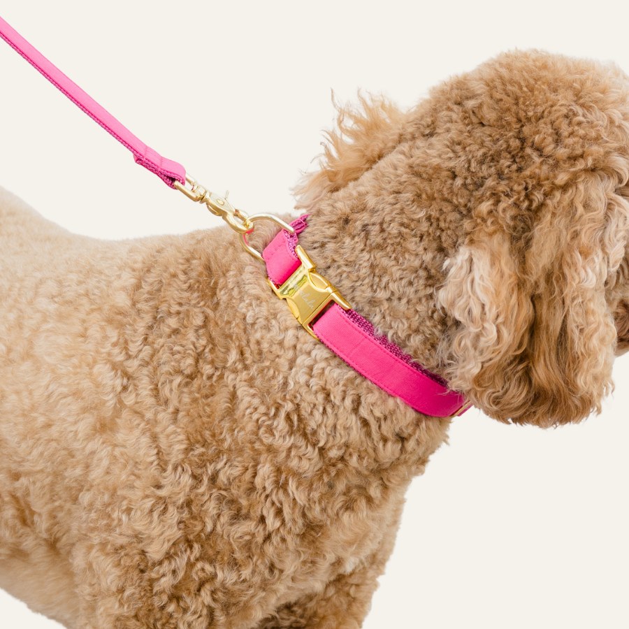 Detailed shot of a dog’s neck and shoulder area, showing a deep pink fabric collar with polished hardware and attached matching leash.