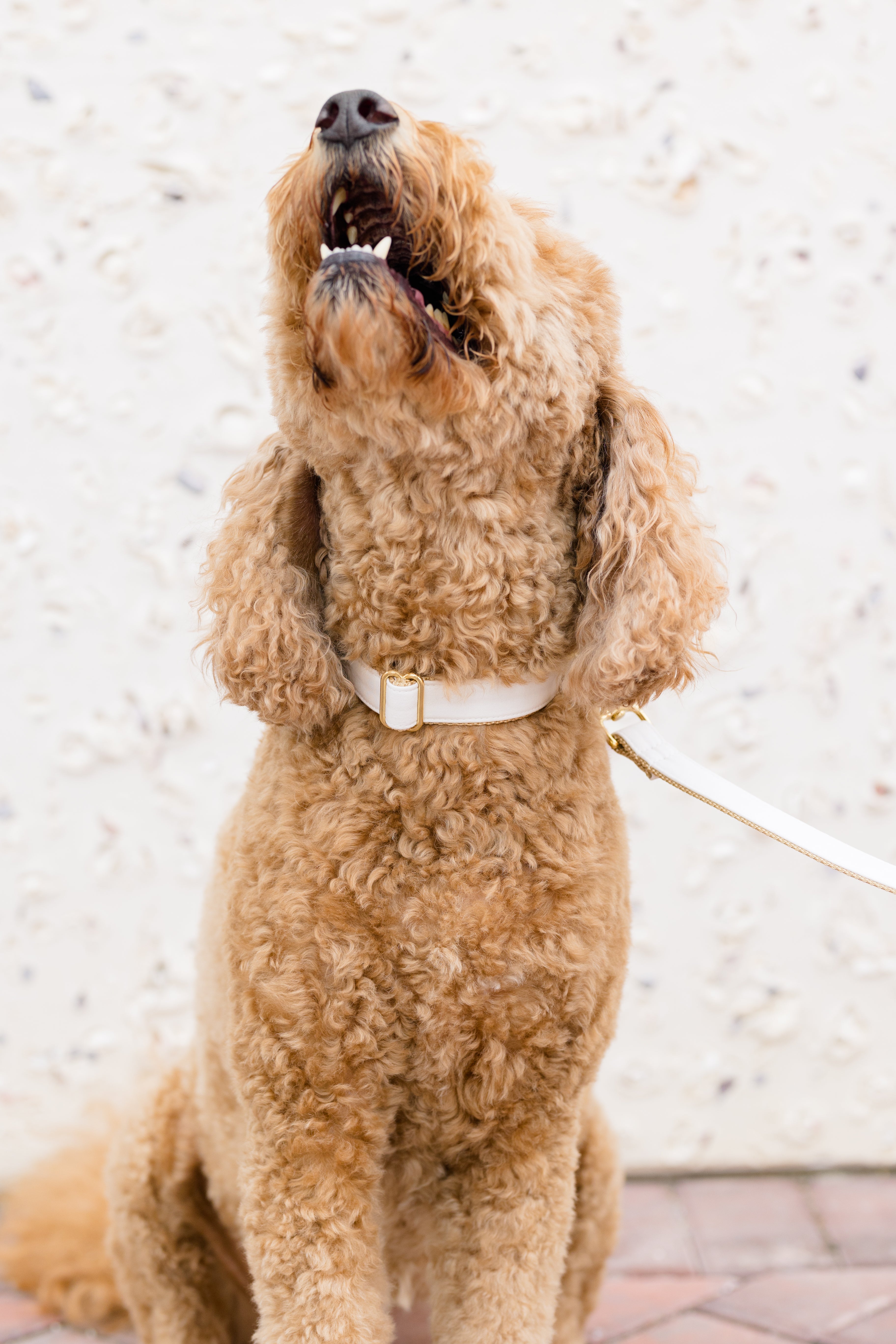 Doodle-style dog seated on a tiled surface, head lifted, wearing a blush pink linen collar and matching leash set with shiny hardware.