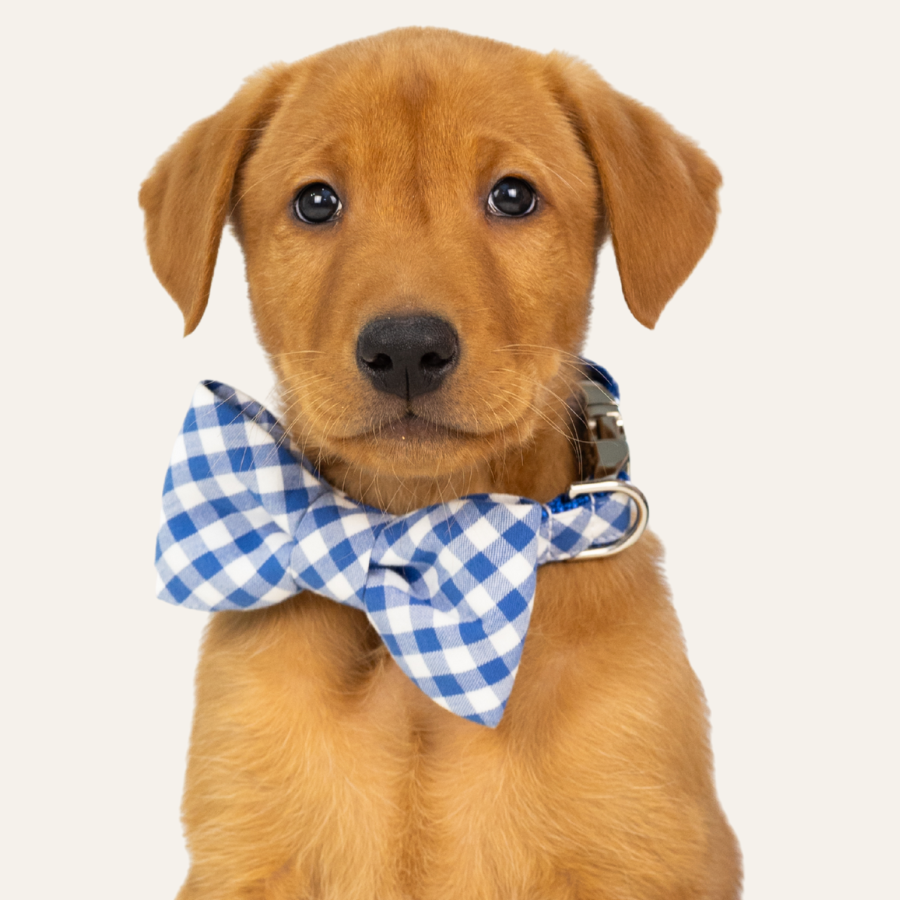 Puppy wearing a royal blue checkered bow tie collar set on a light background.