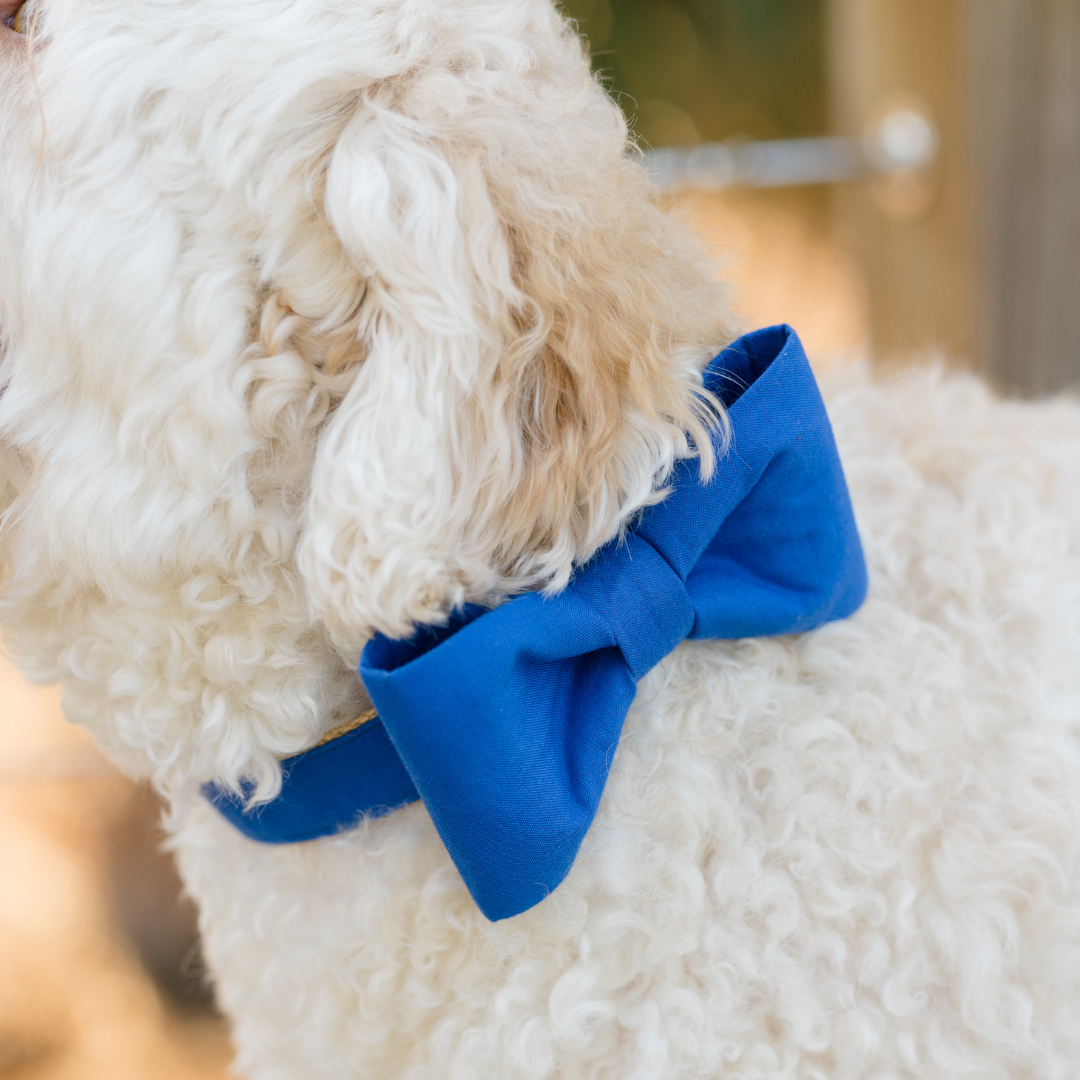 Close-up of a fluffy cream-colored dog wearing a royal blue bow tie collar, with soft curly fur framing the oversized bow tied neatly at the neck.