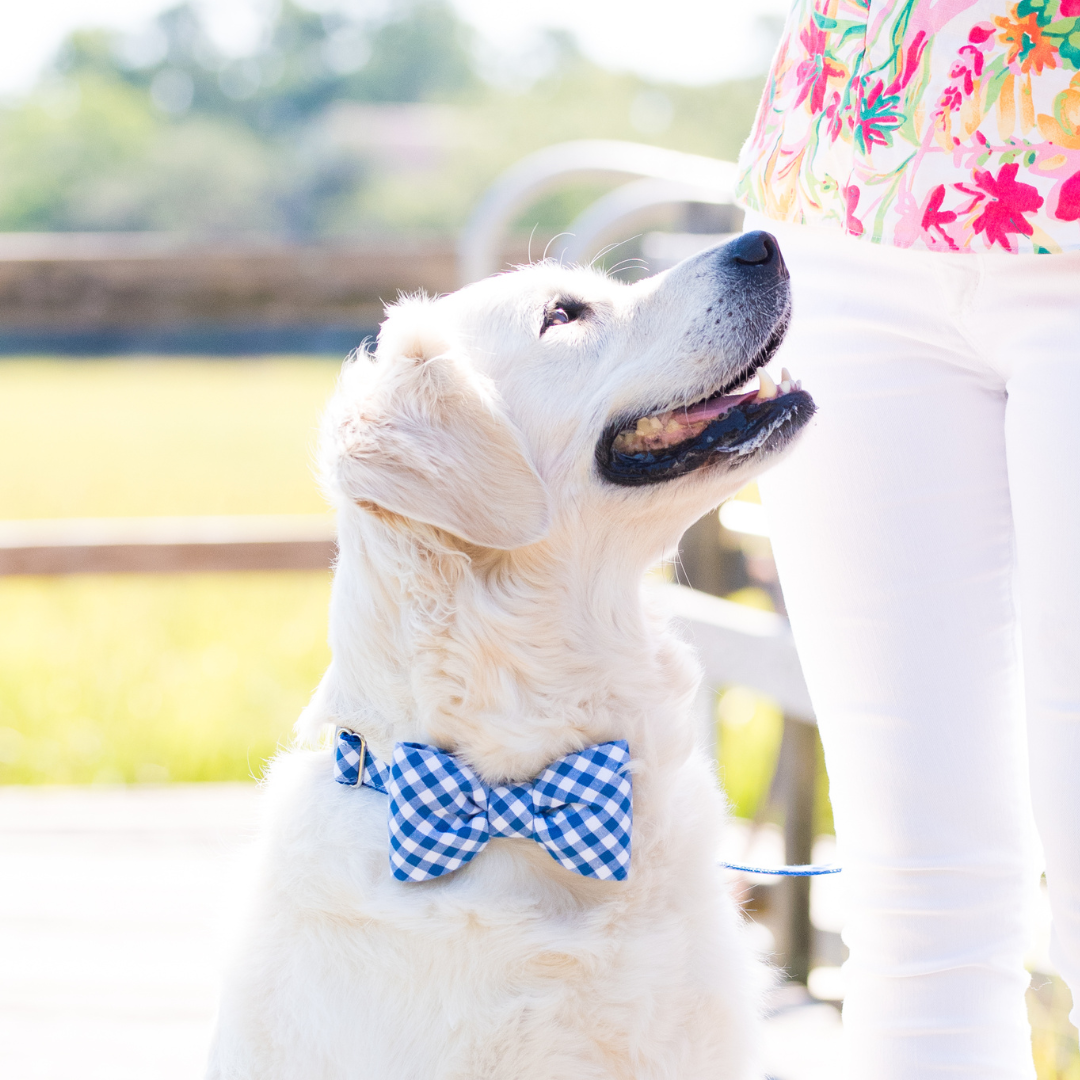 A white retriever wearing a blue and white picnic plaid bow tie collar gazes up at a person dressed in white pants and a colorful floral top, outdoors on a sunny day.
