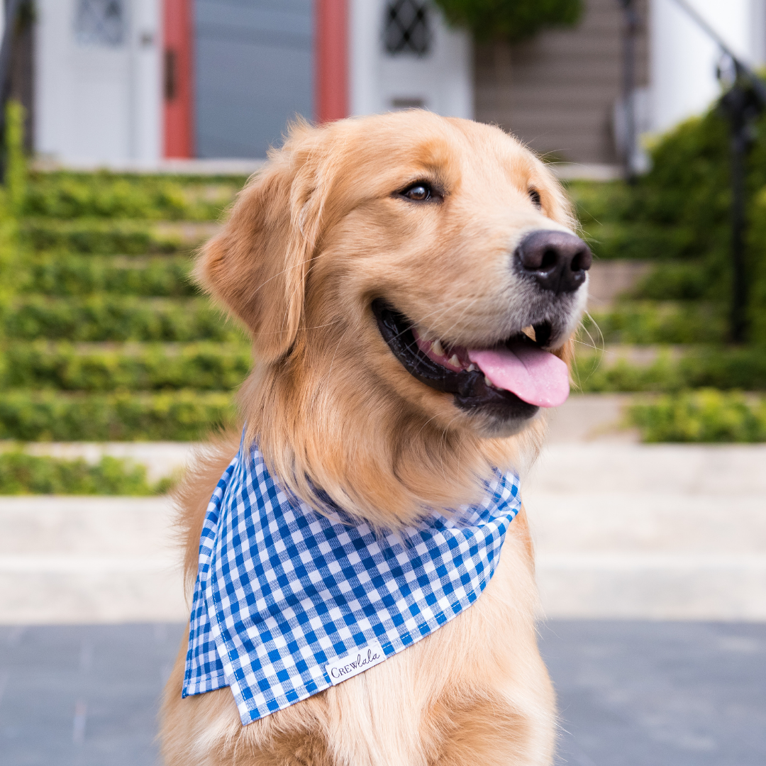 Golden retriever in a classic blue and white plaid bandana, seated on a walkway with stairs and lush greenery in the background. The dog looks relaxed with its tongue hanging out, showcasing the neatly tied triangular bandana.