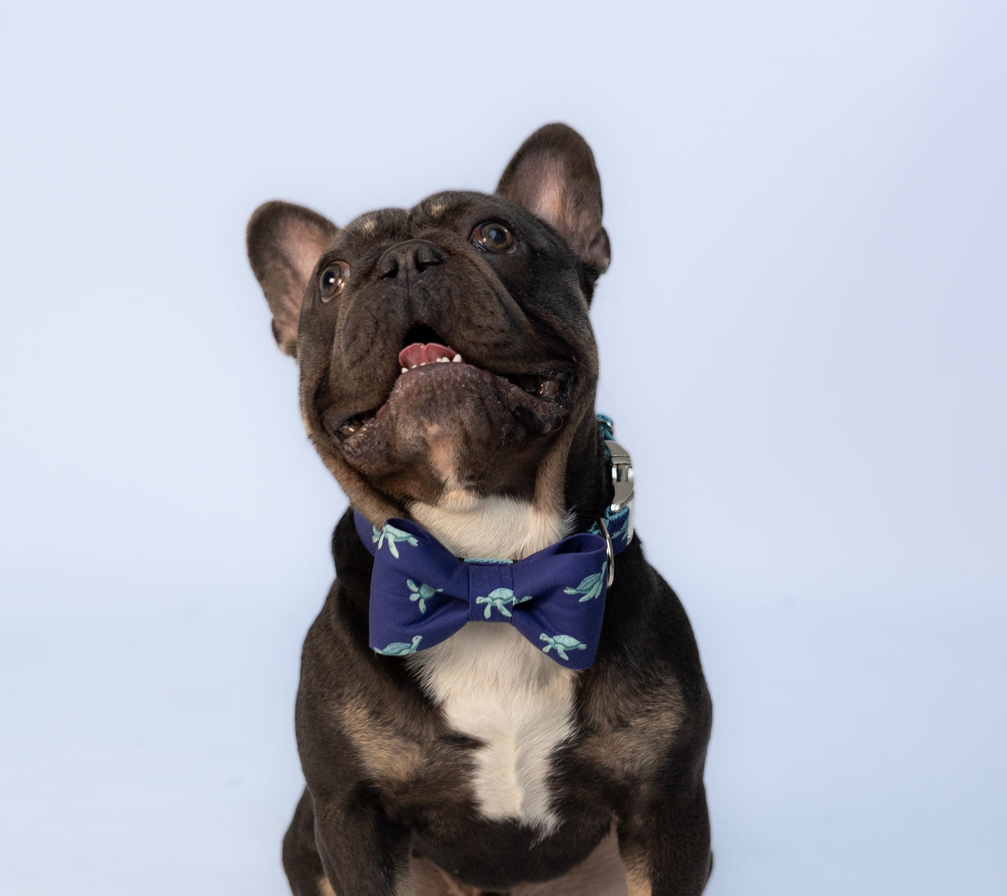 A dark-colored French Bulldog sits on a light blue studio floor, looking upward with a joyful expression. The dog wears a navy blue bow tie dog collar adorned with a pattern of teal turtles, adding a touch of charm and playfulness to its confident pose.