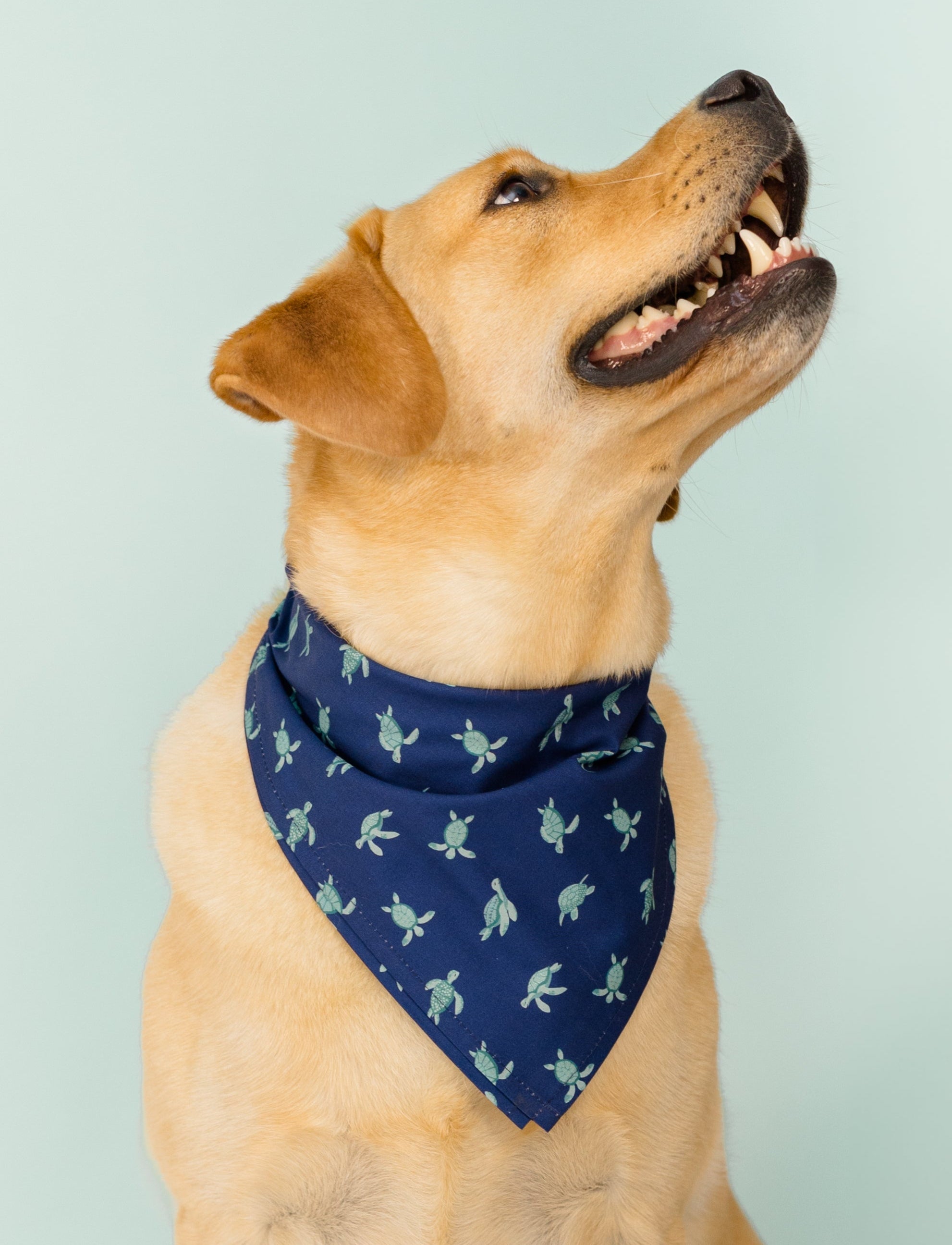 A golden Labrador retriever sits against a pale mint background, looking upward with a wide, happy smile. The dog wears a navy blue bandana printed with a repeating pattern of small, light green sea turtles, adding a playful and ocean-inspired touch to its appearance.