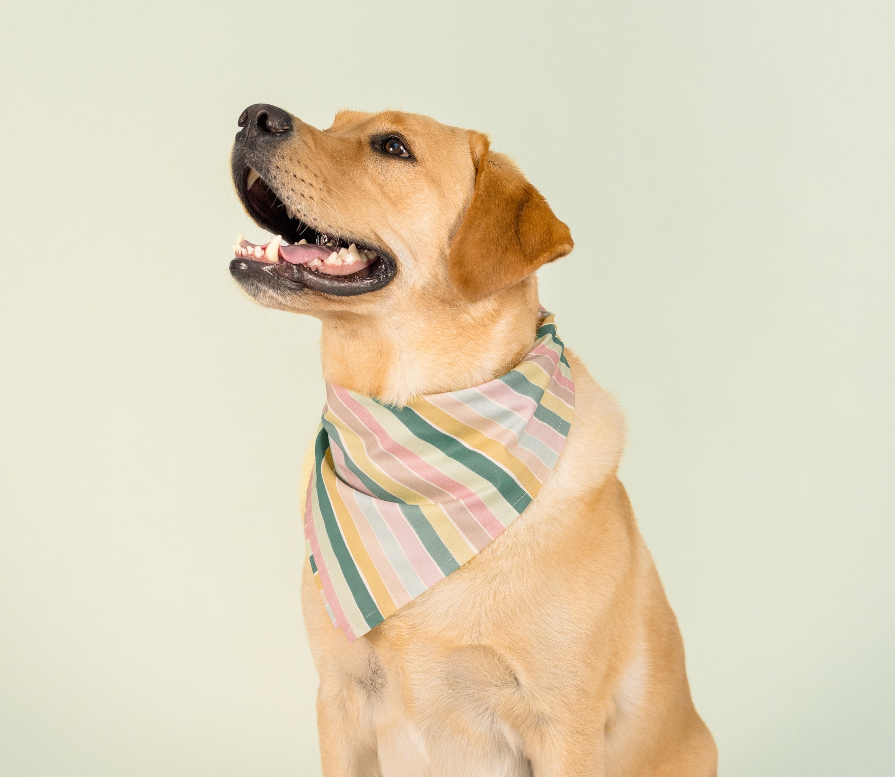 Smiling golden Labrador sitting upright in a studio setting with a mint green backdrop. The dog sports a pastel-striped bandana with alternating vertical bands in pink, sage green, and buttery yellow. Its ears are perked, and it gazes upward with a joyful look.