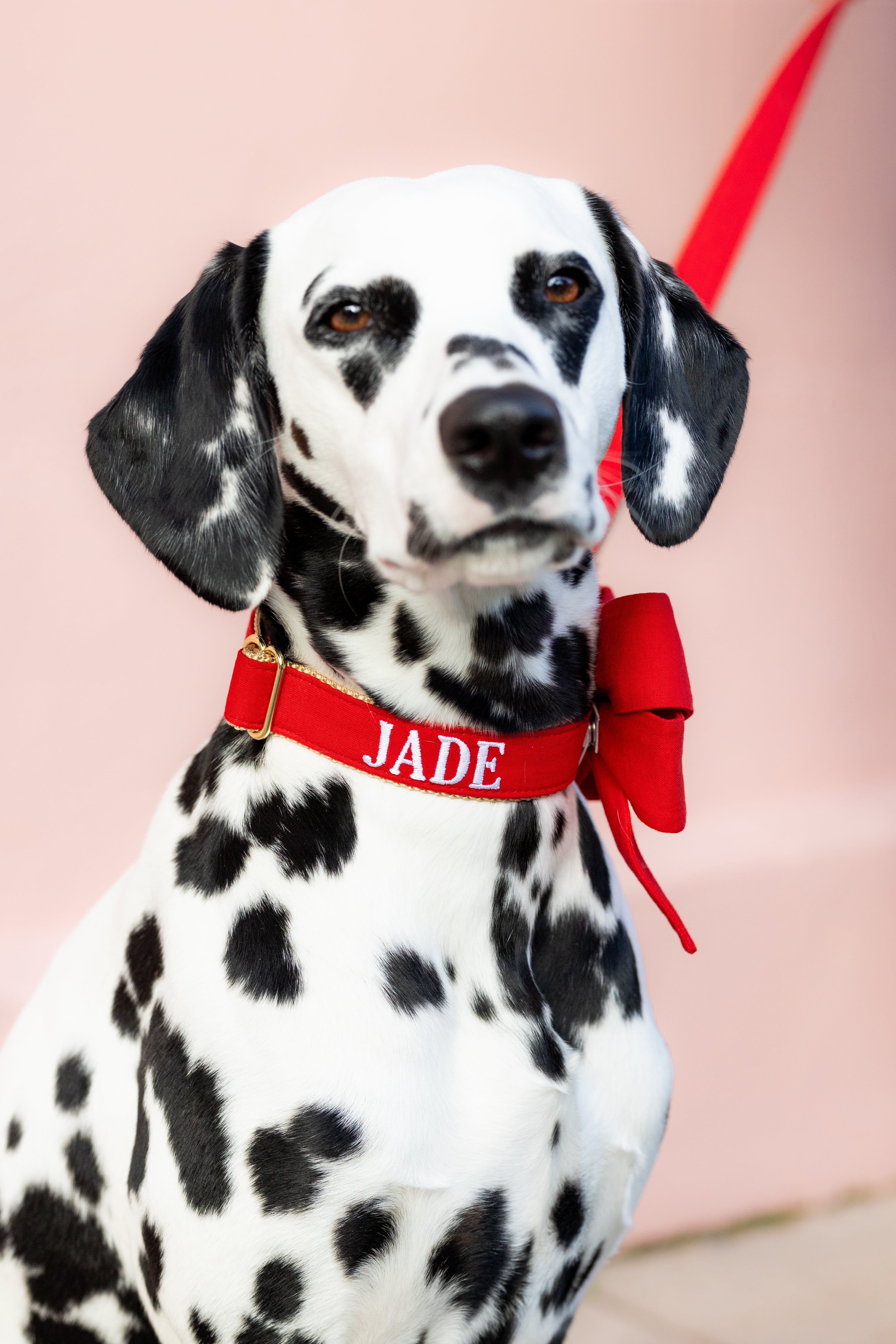 Close-up of a Dalmatian wearing a scarlet red collar with the name "Jade" embroidered in white, and a matching red bow.