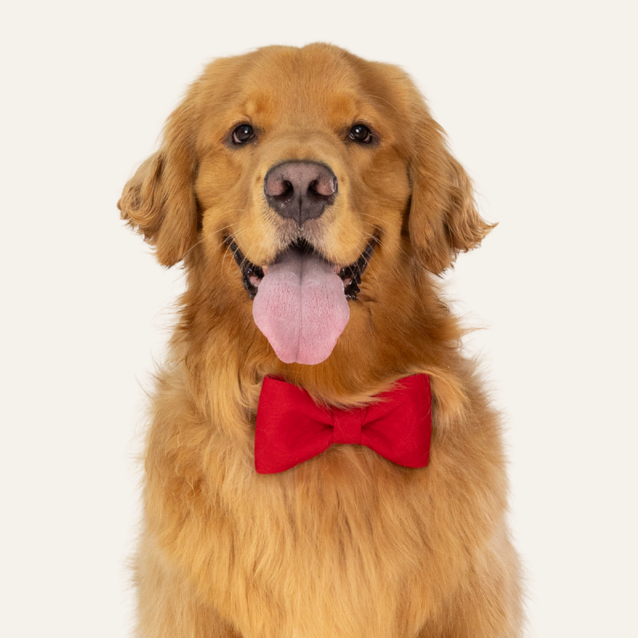 Smiling golden retriever dressed in a classic red bow tie, panting gently and posing in front of a neutral backdrop.