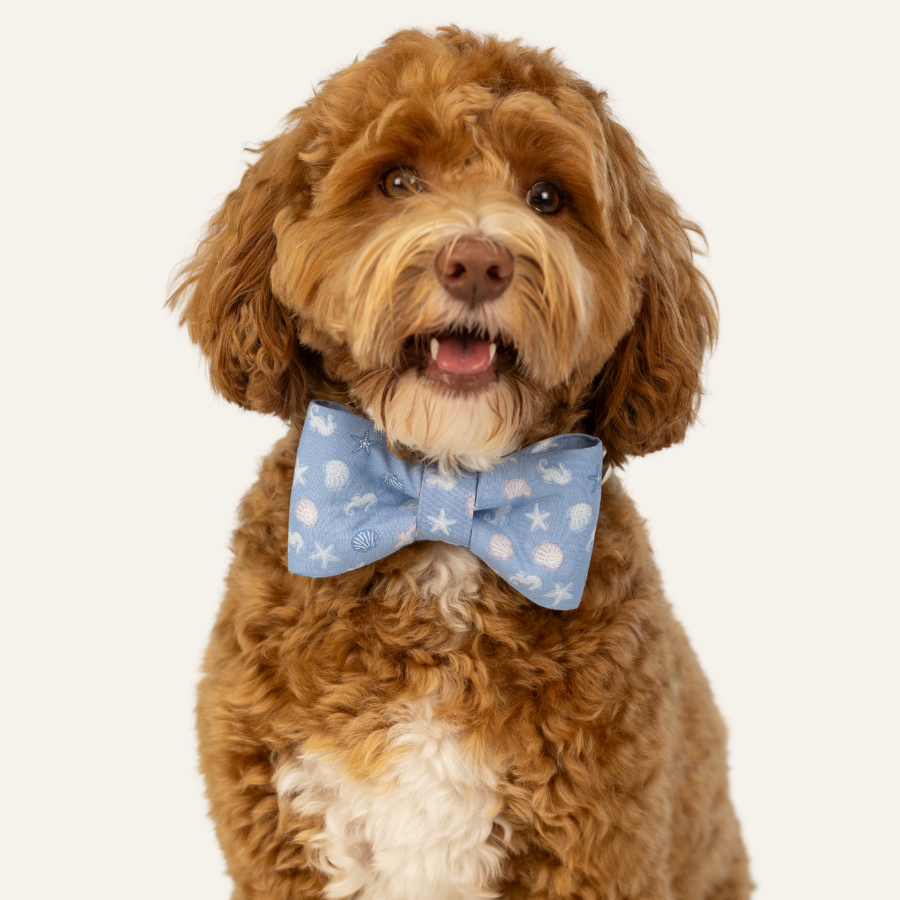 Fluffy dog with round eyes and a curly coat posing for a portrait, wearing a blue bow tie with matching collar decorated with small sea shells.