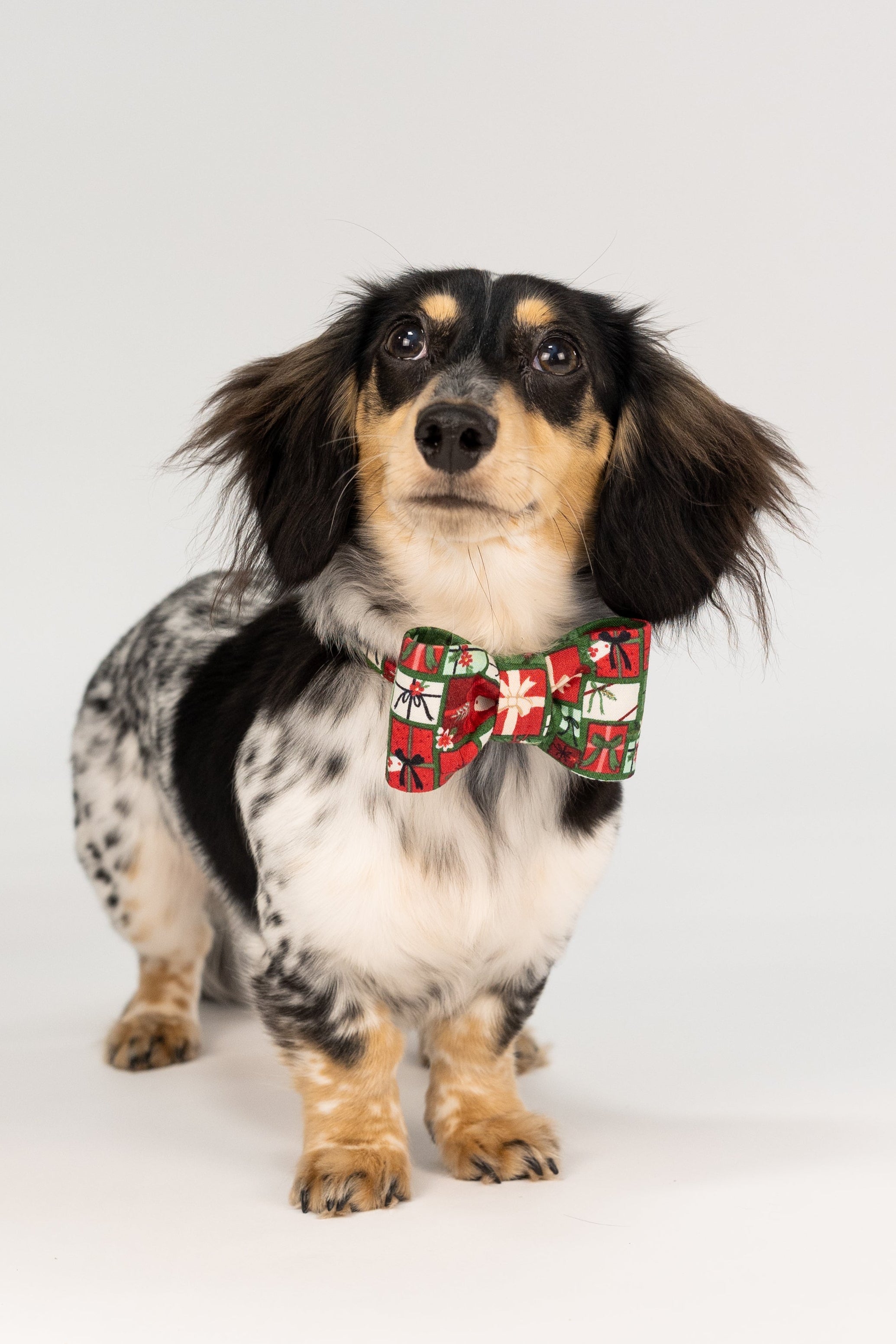 Long-haired Dachshund in a festive Christmas bow tie featuring presents and ribbon patterns, posed against a light backdrop.