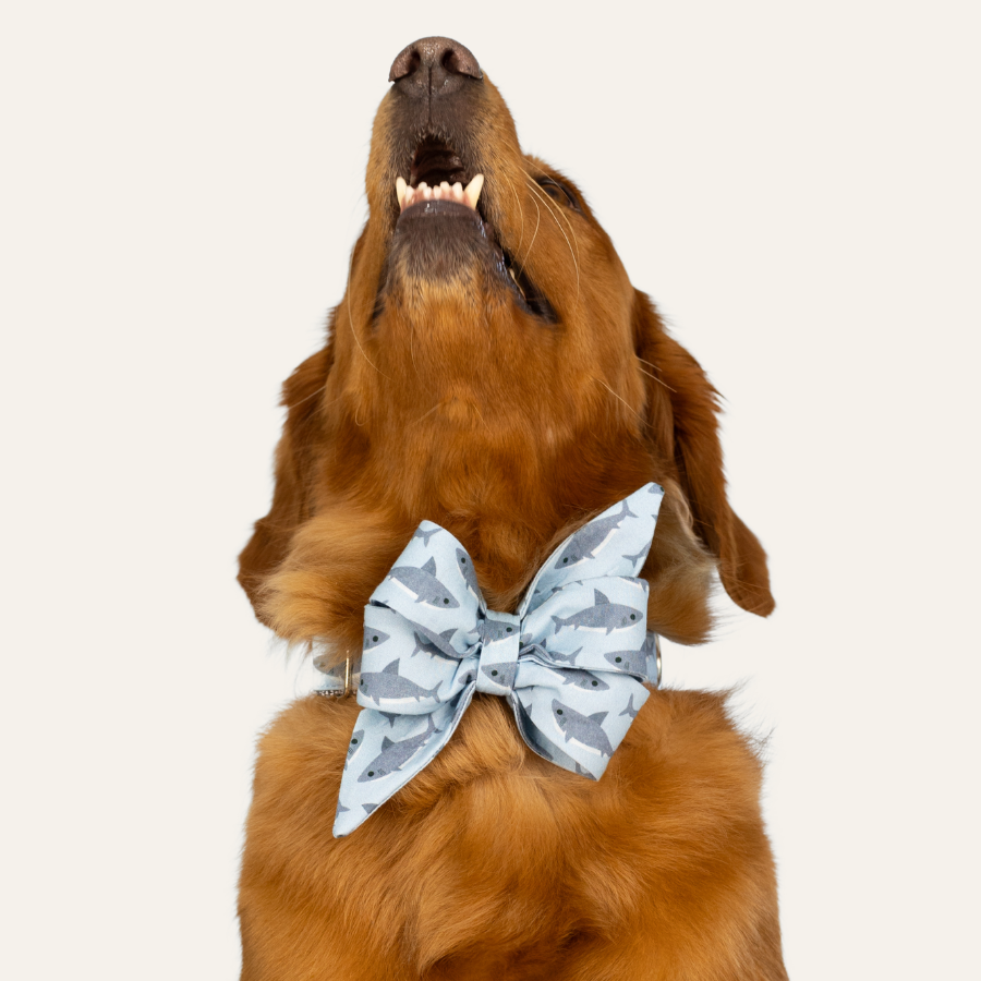 Golden retriever showing off a light blue bow tie with a repeating gray shark pattern against a light background.