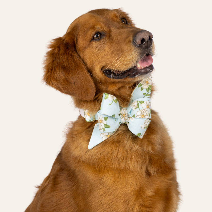 Golden retriever wearing a light blue bow tie decorated with delicate white magnolia flowers and green leaves.