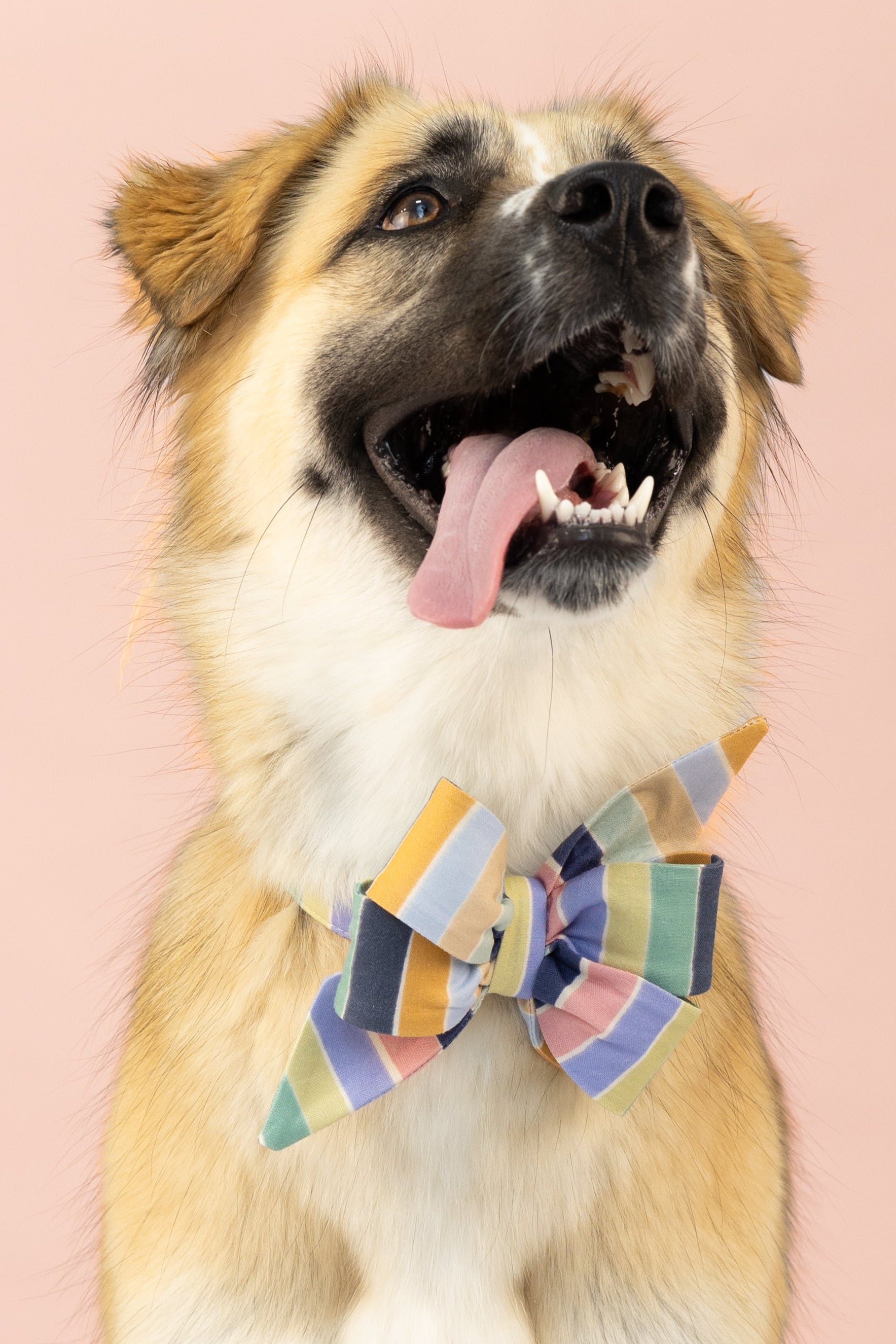 Statement dog belle bow collar set with wide rainbow-hued pastel stripes, styled on a dog with a joyful expression—designed for dogs who love to dress bold and bright.