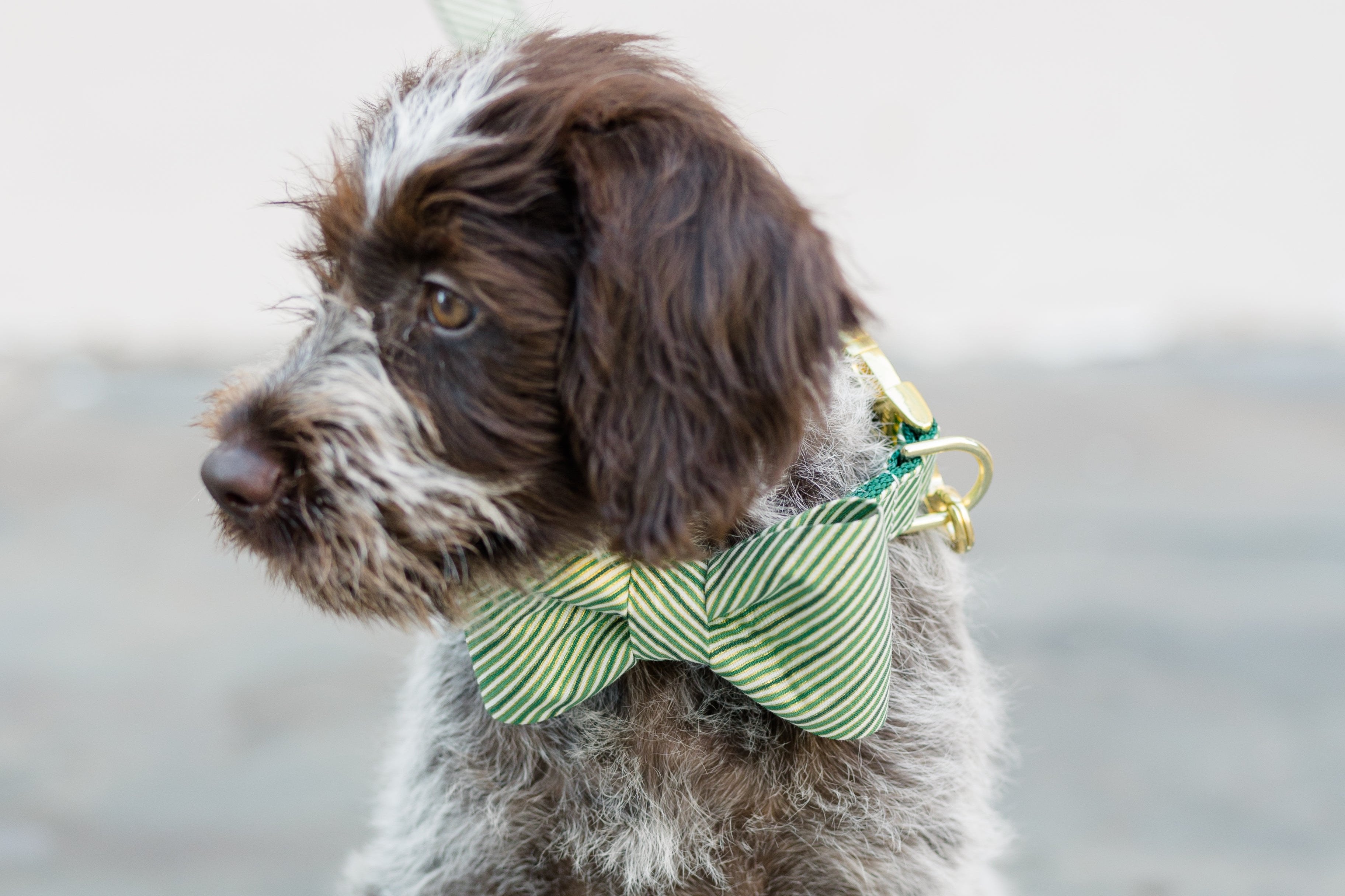 Cute dog wearing a matching bow tie and collar set in a festive green stripe pattern.