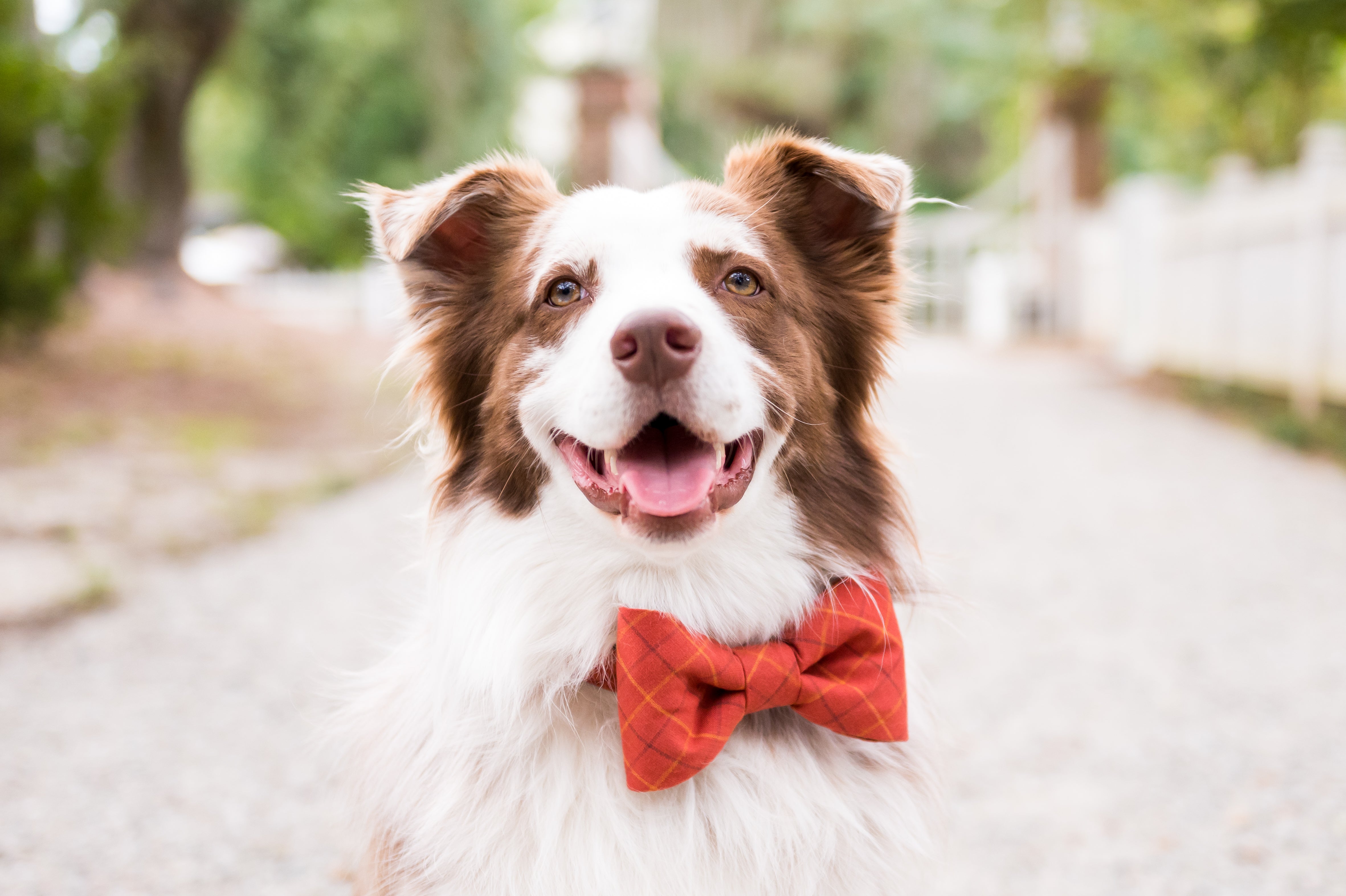 Smiling Border Collie with fluffy fur and warm eyes wears a large plaid bow tie collar set in warm fall hues, like orange.