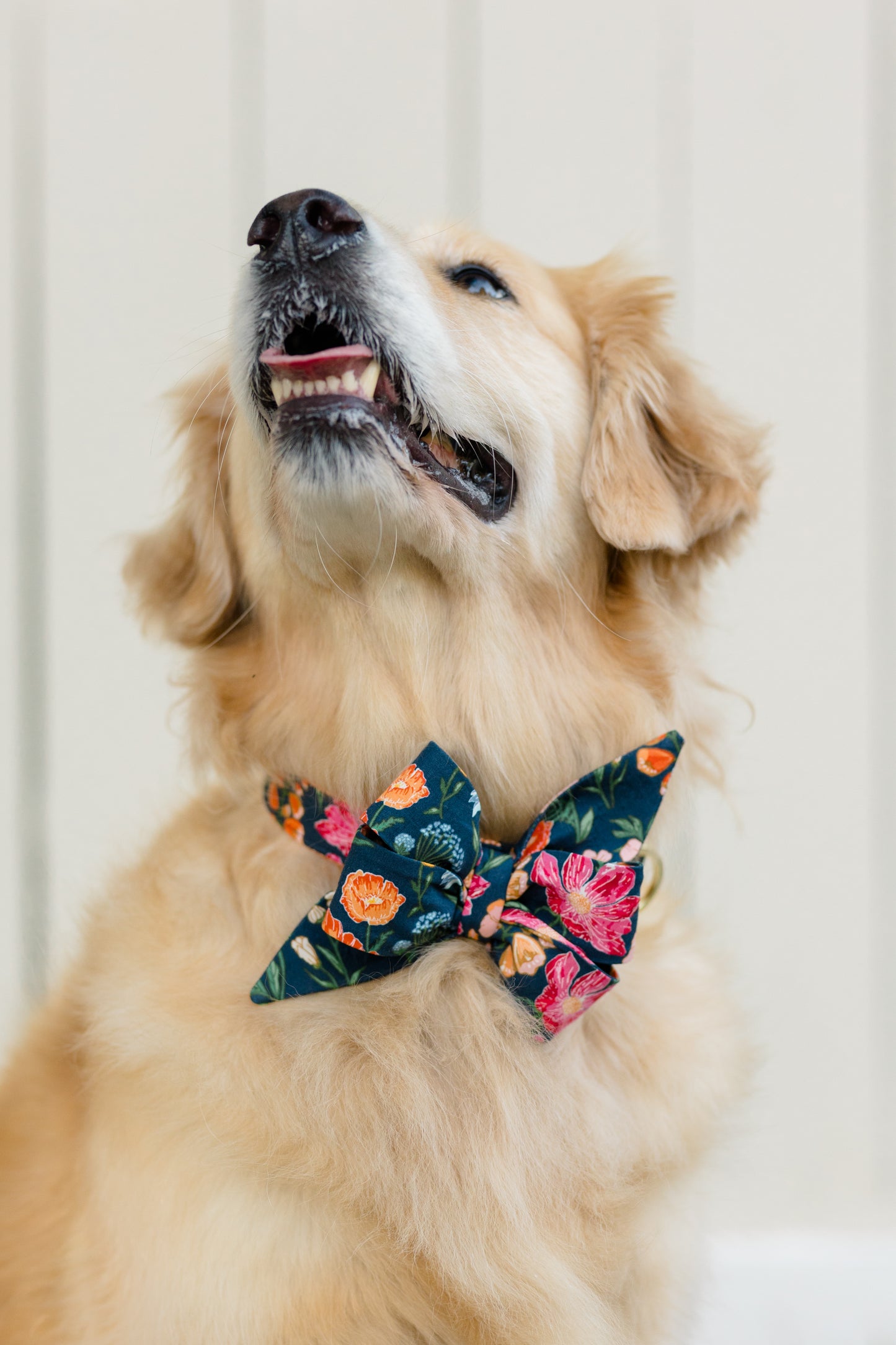 Close-up of a retriever wearing a navy floral belle bow dog collar. The oversized feminine belle bow features warm tones, contrasting against the dog's soft light fur.