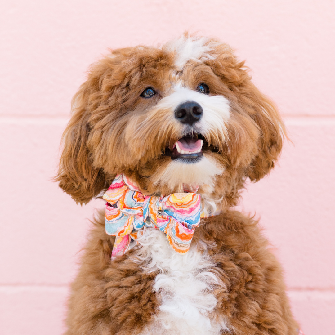 Happy curly-haired dog posing against a pink background, dressed in a bold seashell-print belle bow and matching collar in swirling warm and cool hues.