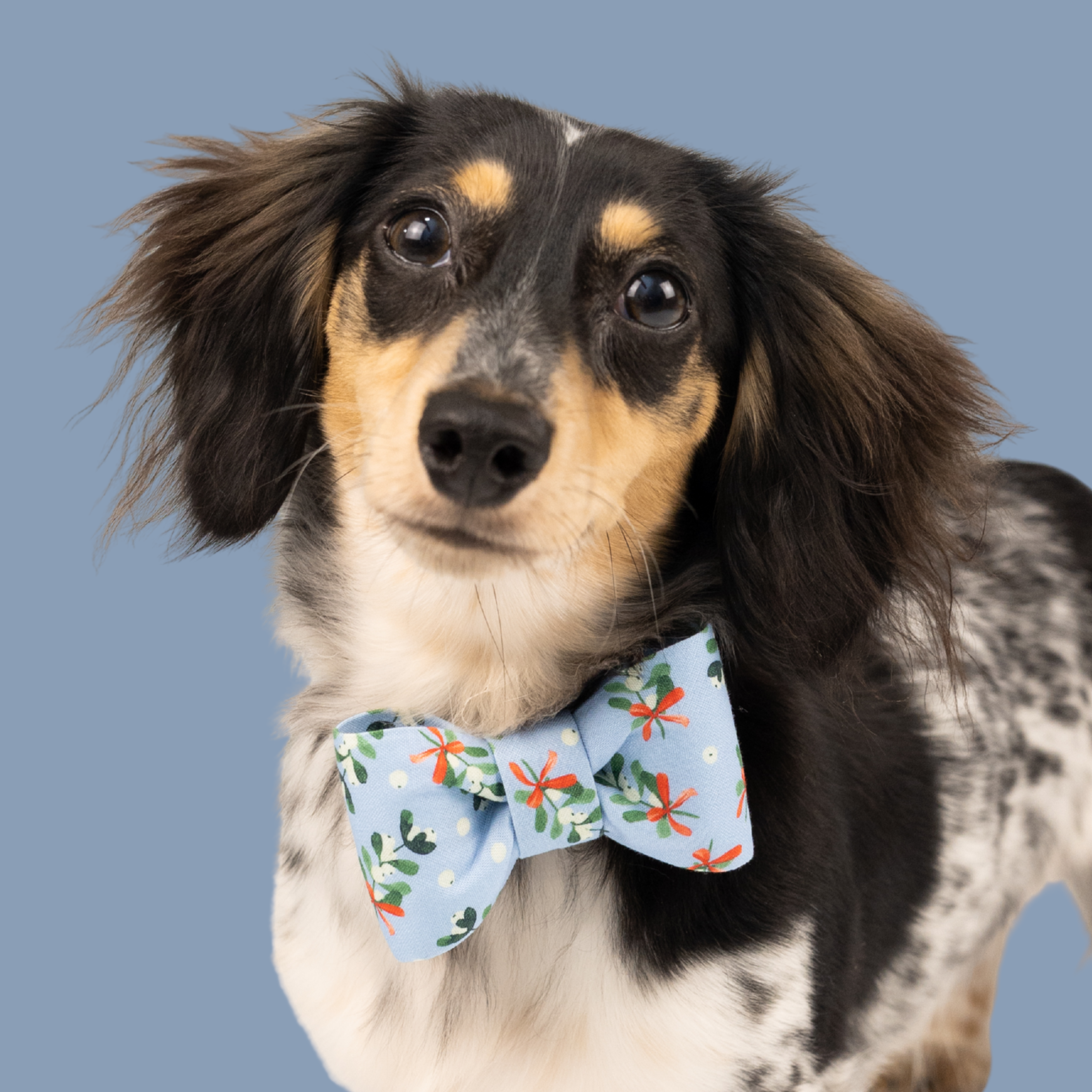 Adorable dachshund wearing a light blue holiday bow tie collar set with bows and mistletoe floral accents, posed in front of a soft blue background.