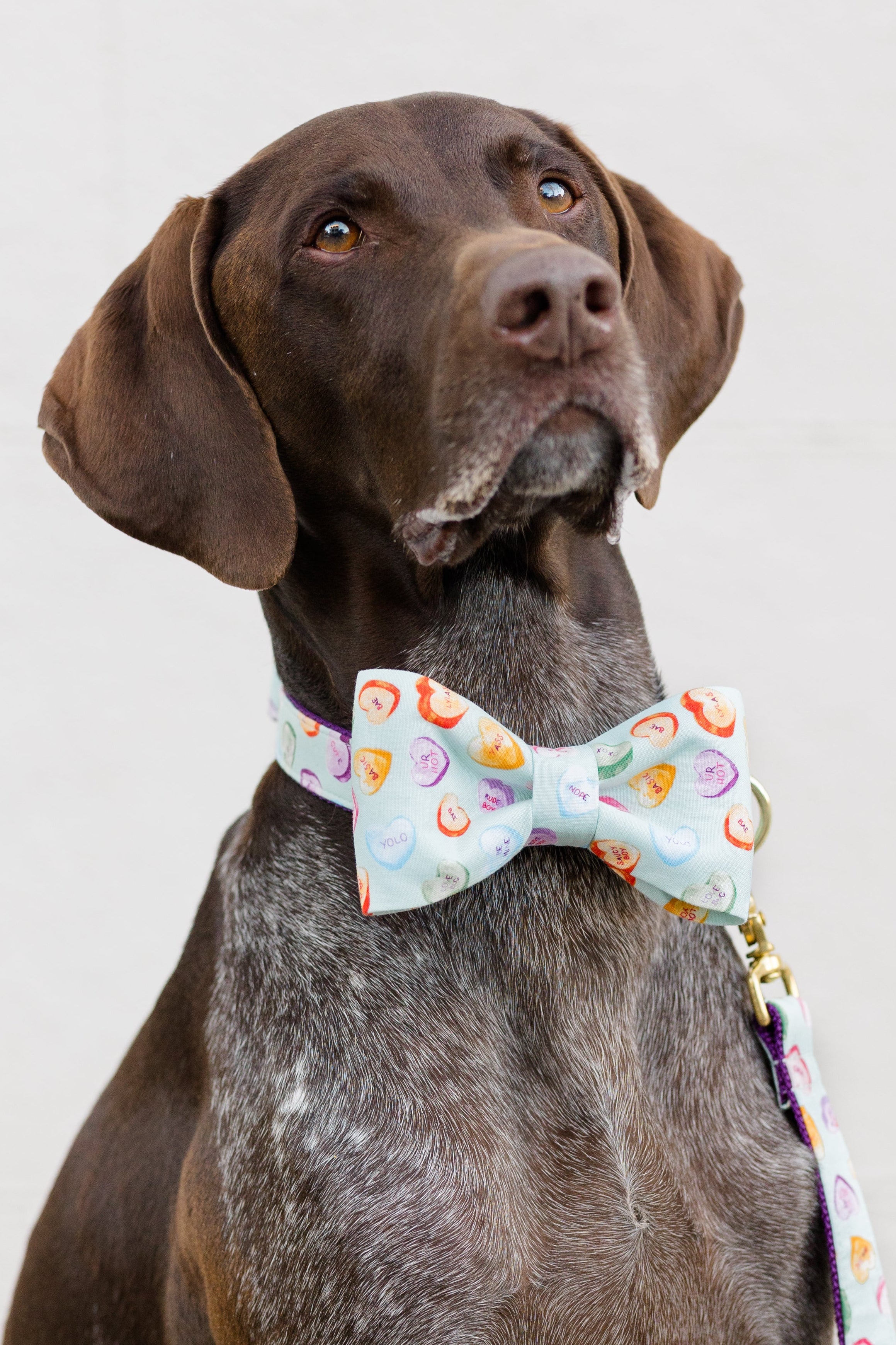 A sleek brown dog with floppy ears and soulful eyes poses in a light blue candy heart-print bow tie collar set and coordinating leash, perfect for a festive Valentine’s Day look.