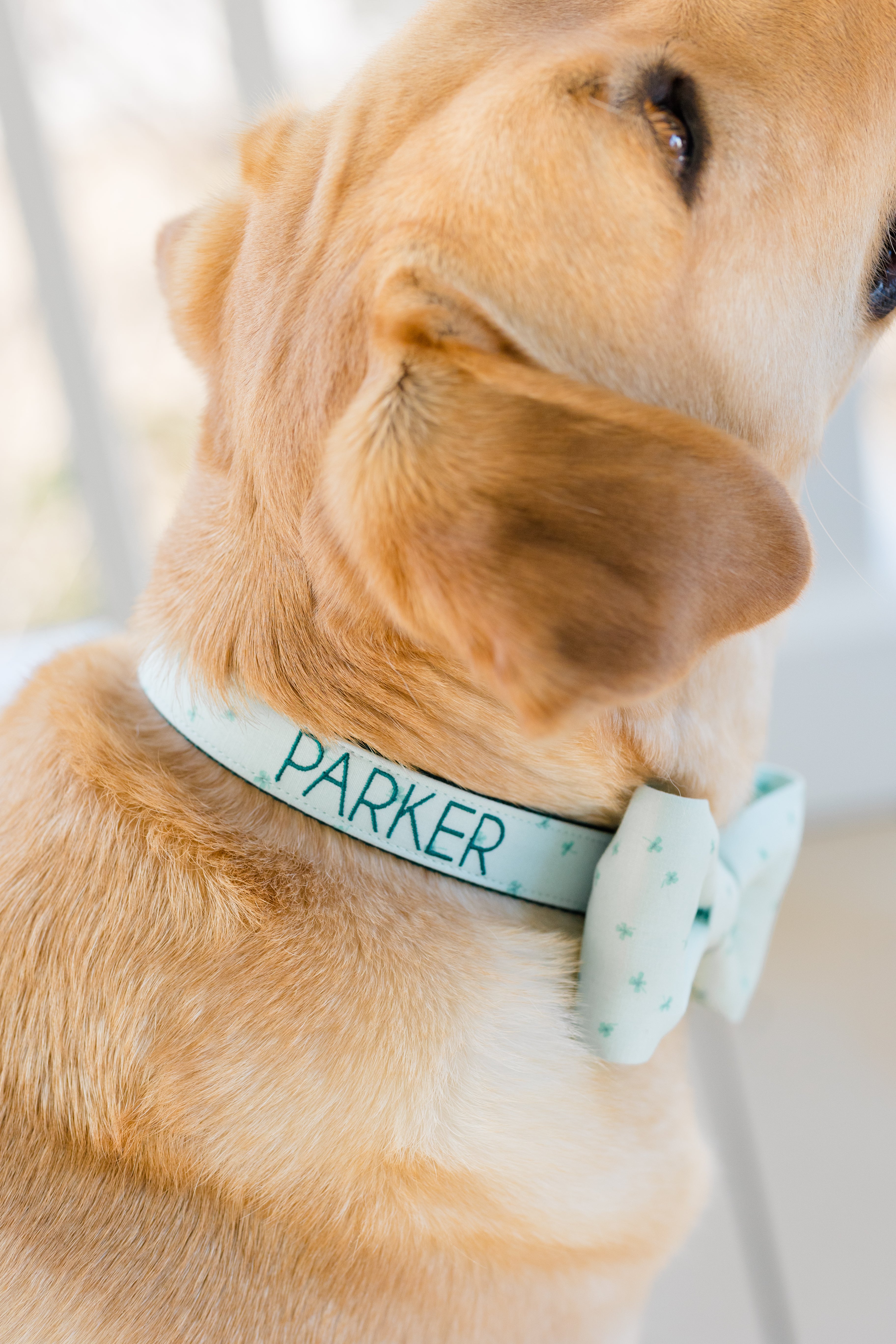 Dog turned slightly away from the camera, wearing a pale green collar embroidered with the name "Parker" and decorated with a matching bow tie featuring a tiny shamrock print, perfect for a festive St. Patrick's Day theme.