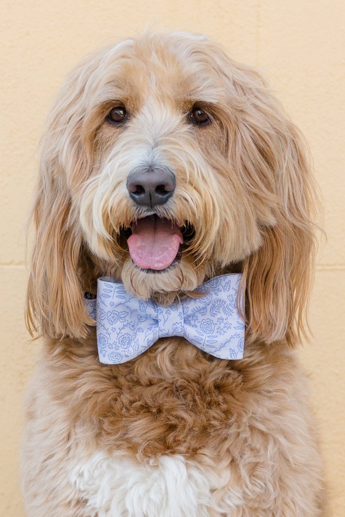 A fluffy dog with wavy fur wears a pale periwinkle bow tie collar set with a floral pattern.