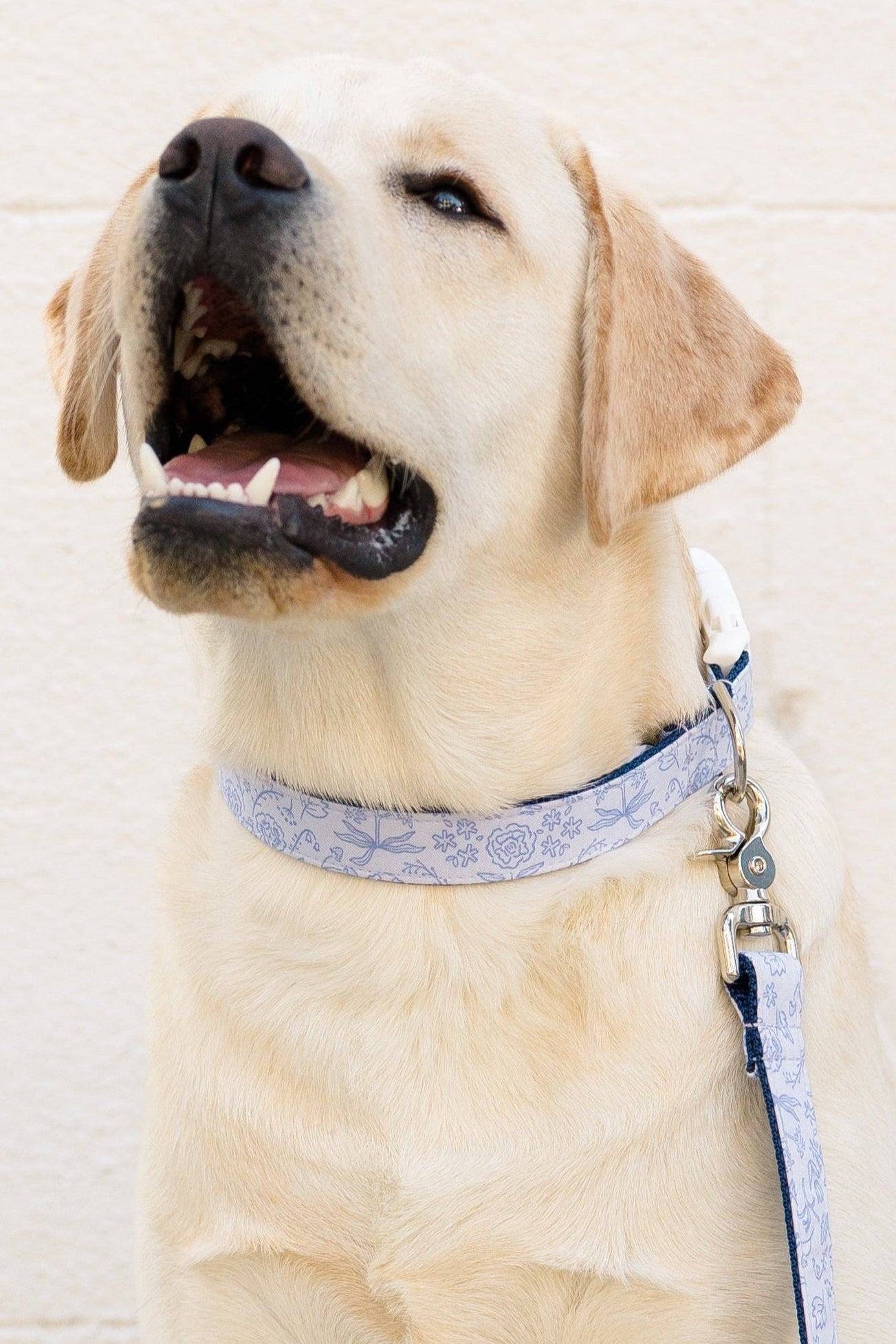 Smiling Labrador wearing a periwinkle collar with a delicate floral designs, attached to a coordinating leash.