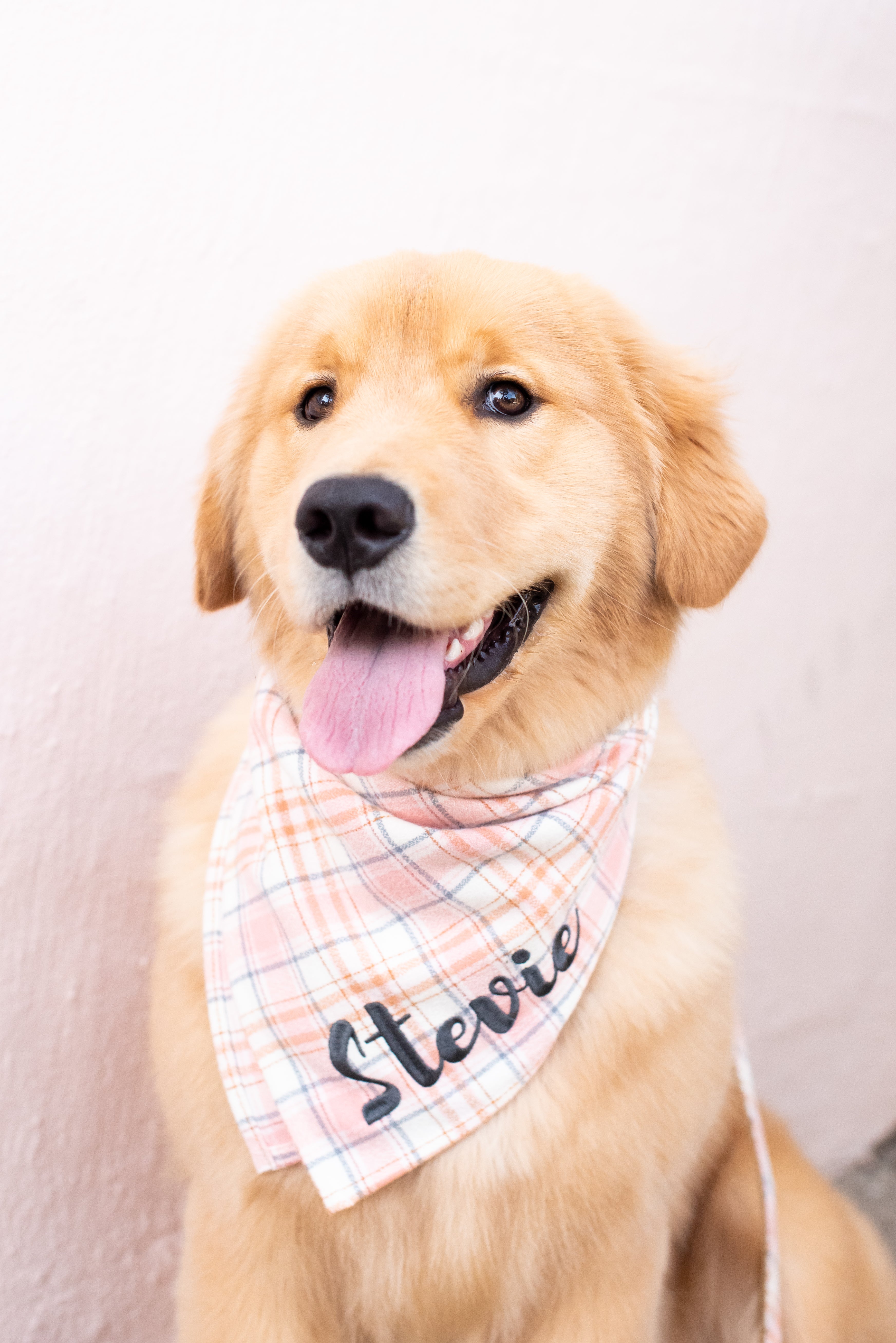 A fluffy Retriever named Stevie looks at the camera with its tongue out, wearing a personalized plaid bandana in pastel tones. The soft pink wall behind adds a calm, friendly feel.