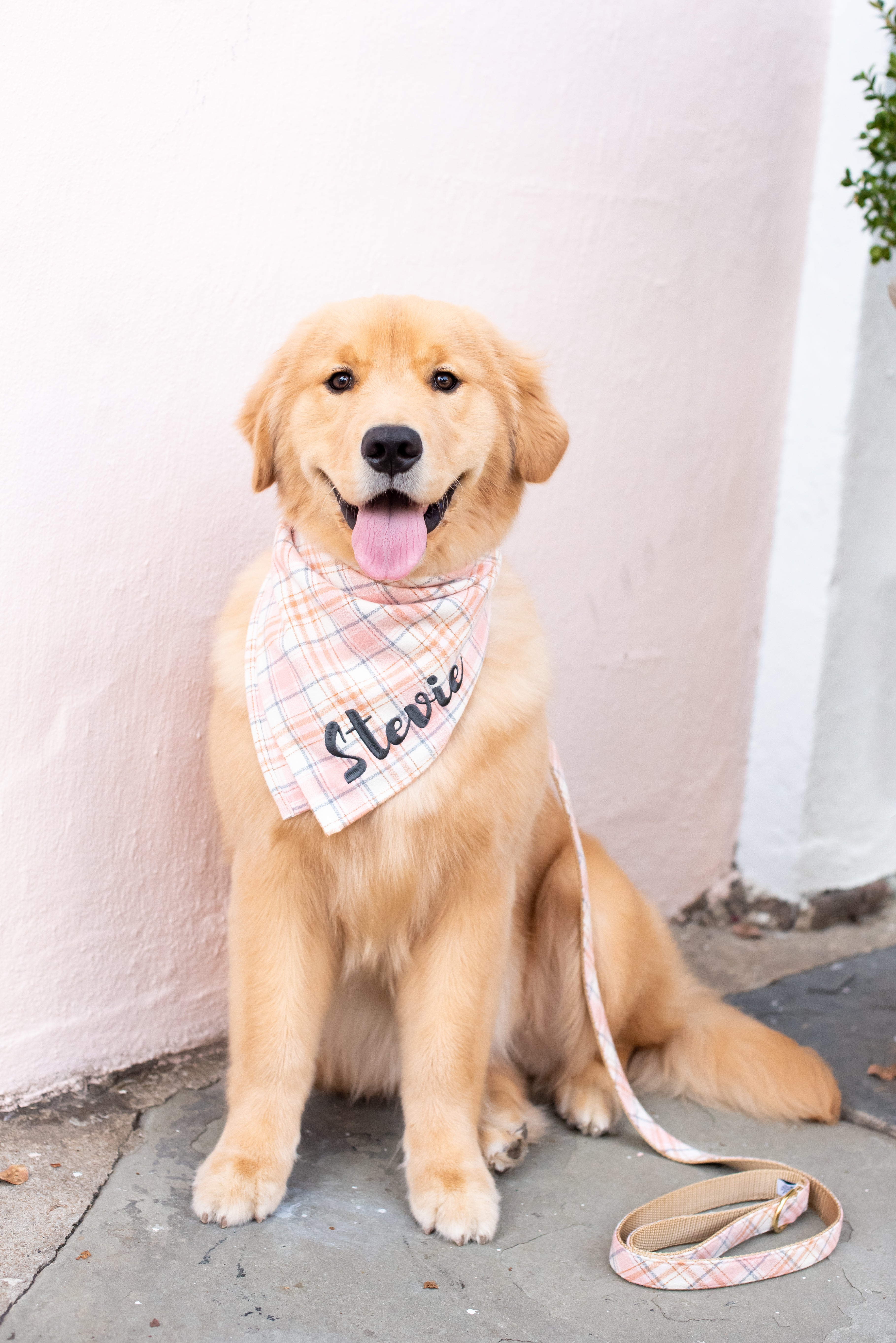A happy Retriever named Stevie poses against a pink wall, wearing a personalized plaid bandana and a leash in the same pastel pattern on flannel. The leash lies partially coiled on the pavement, showcasing its soft texture and matching design.