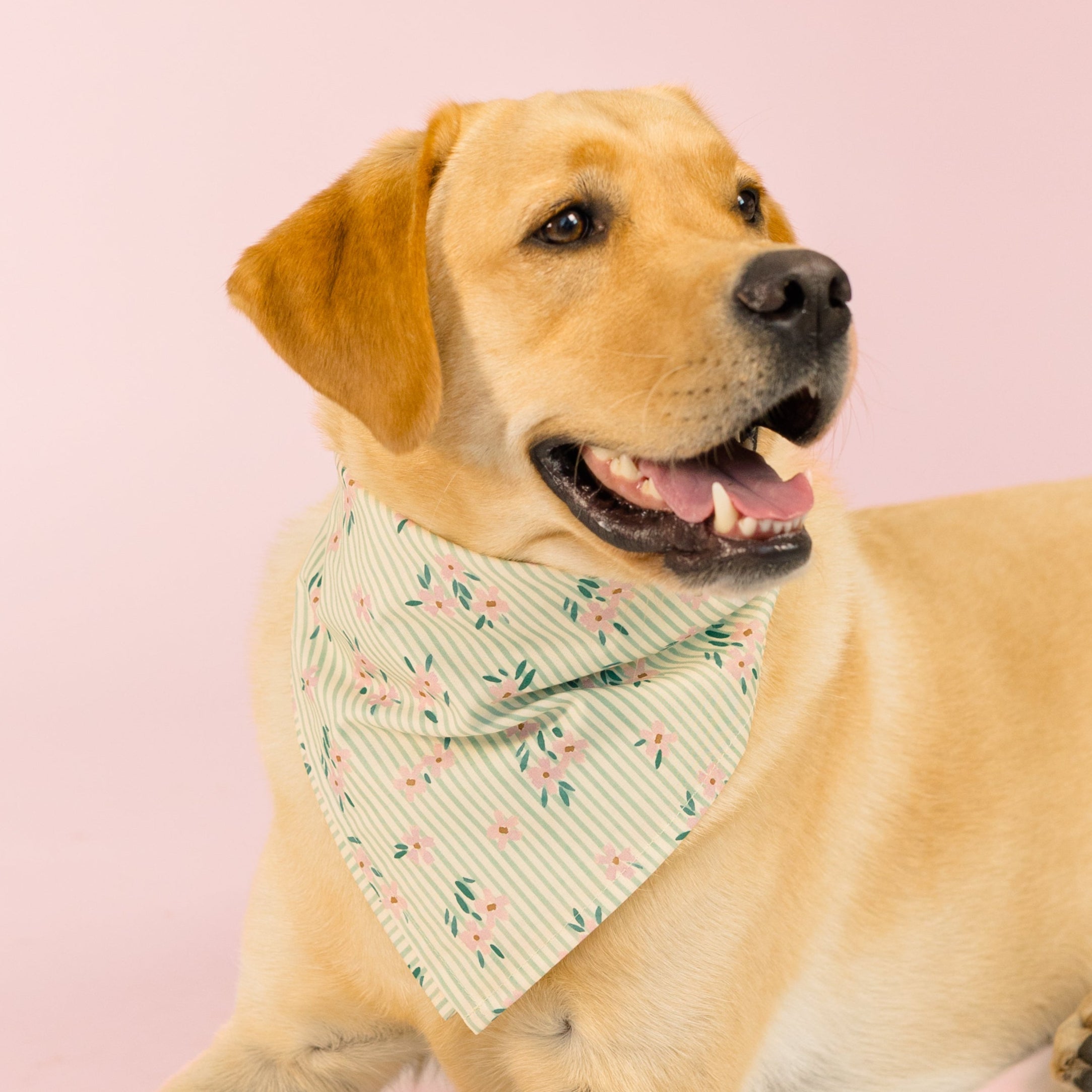 Relaxed yellow dog with a light green and white striped floral bandana rests on a pink floor.