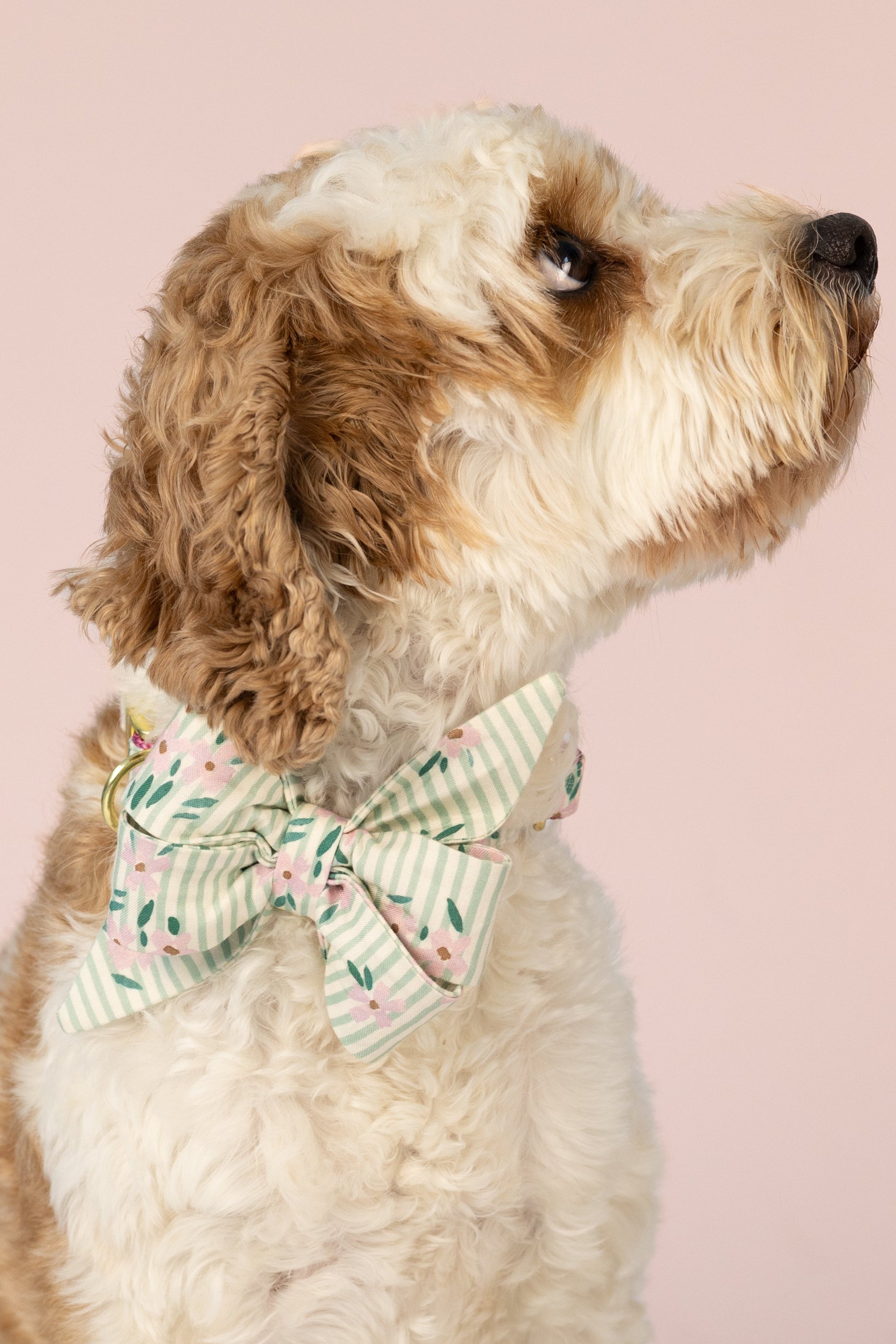 Pastel dog belle bow collar set with vertical green stripes and dainty flowers, styled on a sweet pup against a pale background—ideal for soft seasonal style or special occasions.