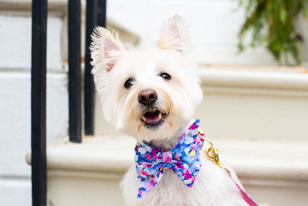 Fluffy white dog with upright ears and a smiling face wears a decorative belle bow collar and leash set, both in a bold, abstract floral pattern with pink, blue, and yellow hues. The accessories are fastened with gold-tone hardware.
